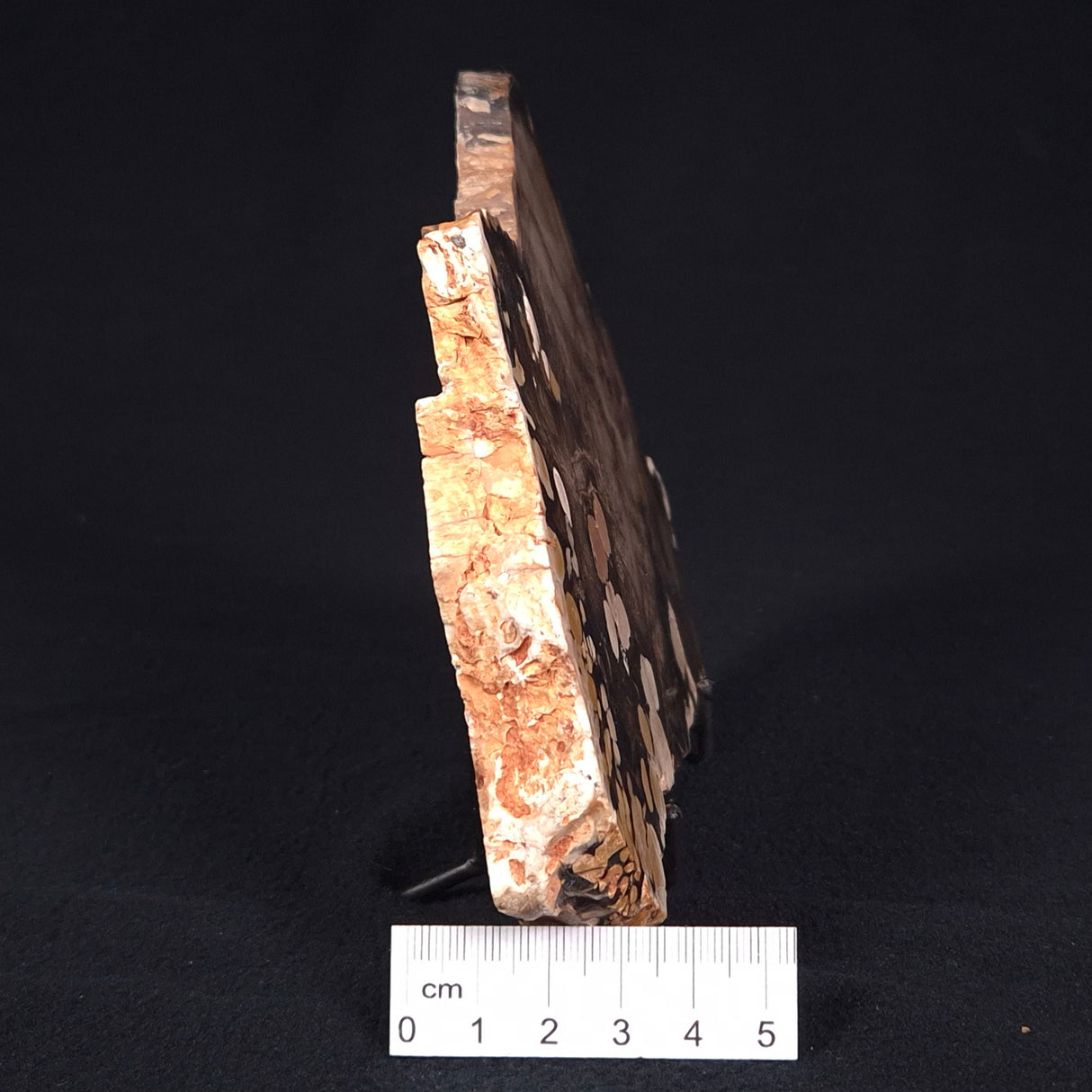 PEANUT WOOD PETRIFIED WOOD, Cretaceous, Australia ZPW002