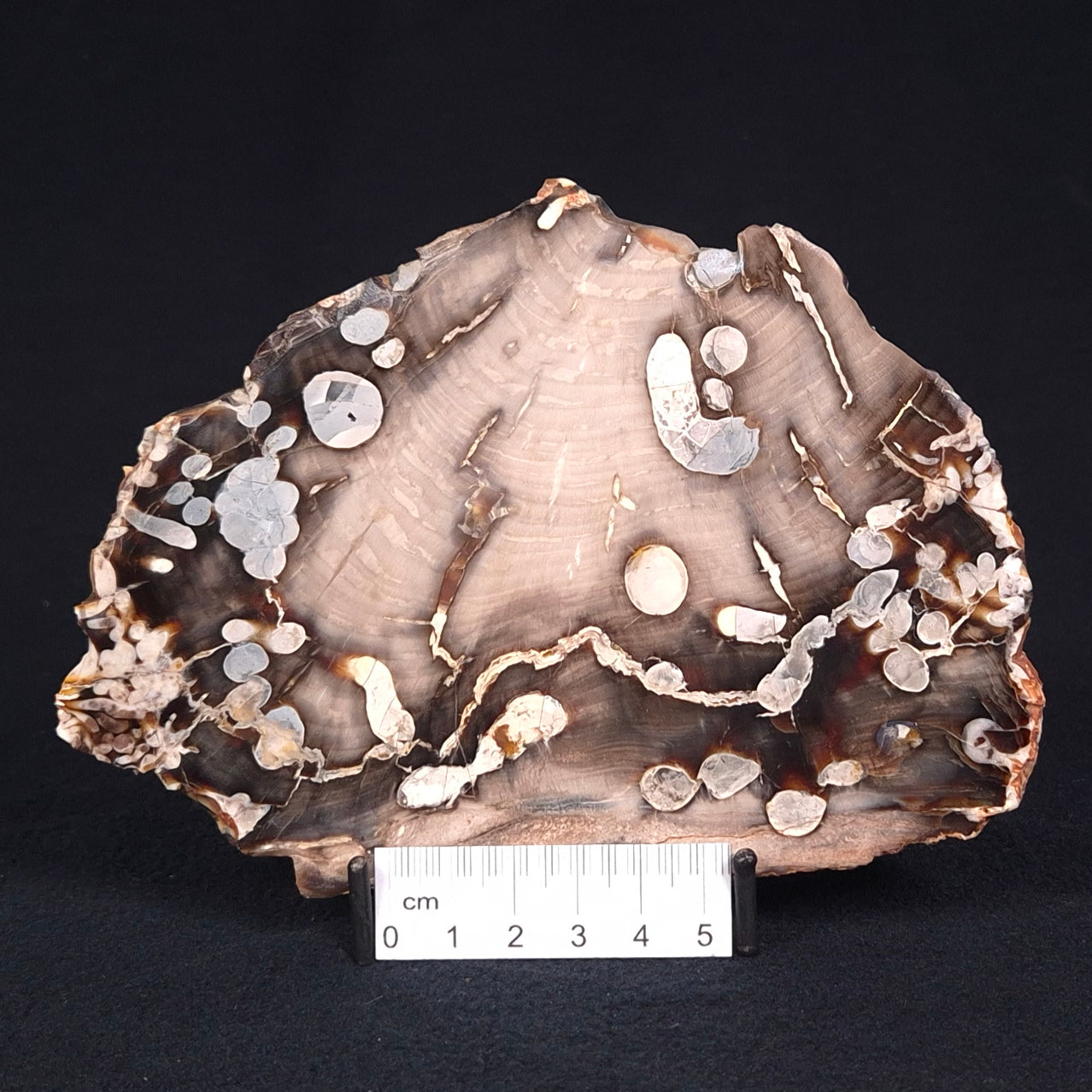 PEANUT WOOD PETRIFIED WOOD, Cretaceous, Australia ZPW003