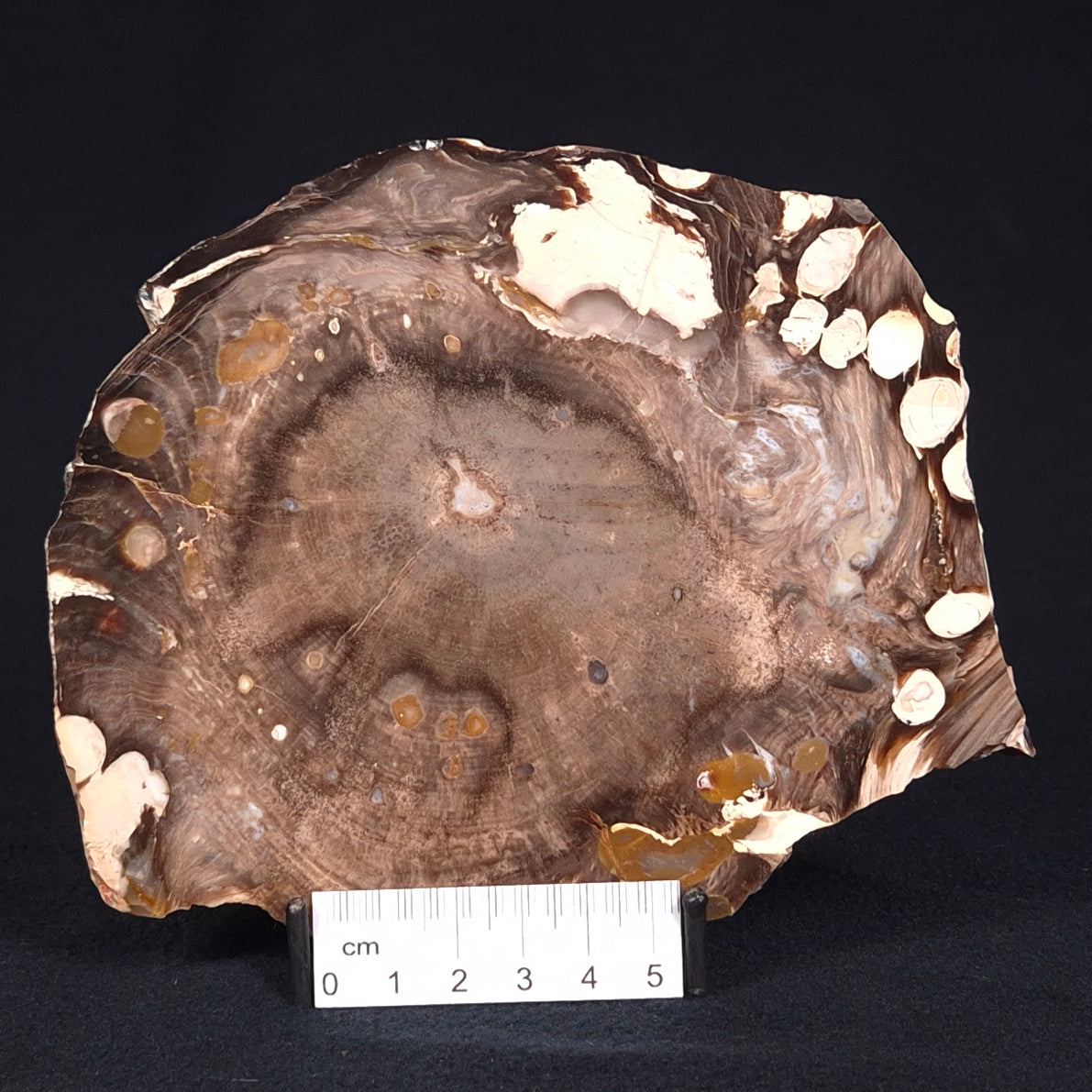PEANUT WOOD PETRIFIED WOOD, Cretaceous, Australia ZPW004