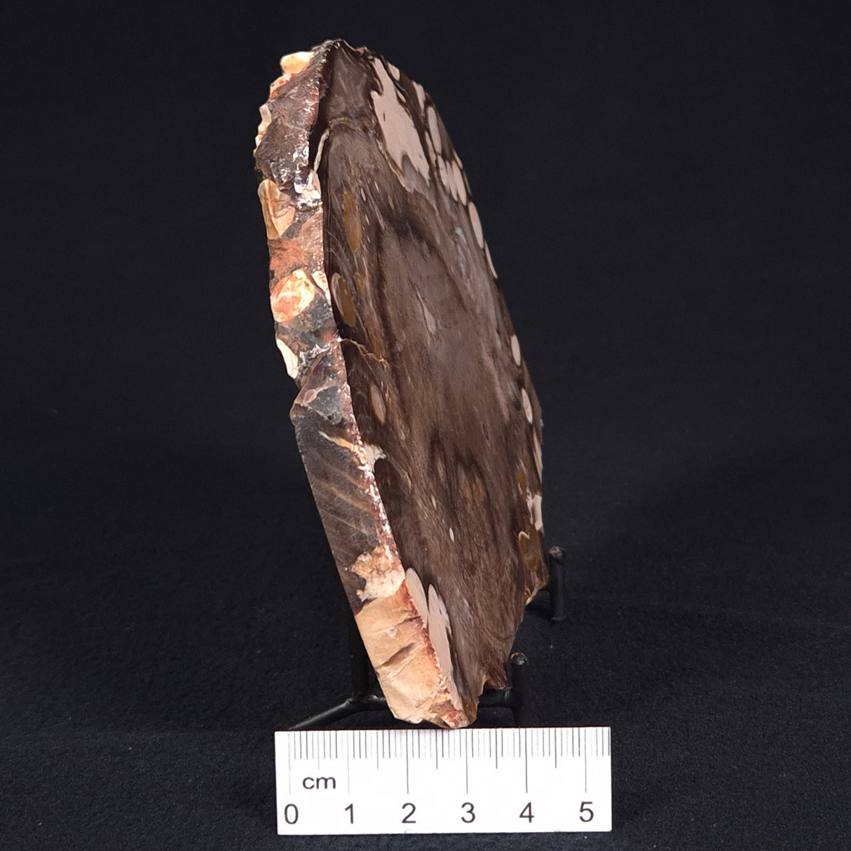 PEANUT WOOD PETRIFIED WOOD, Cretaceous, Australia ZPW004
