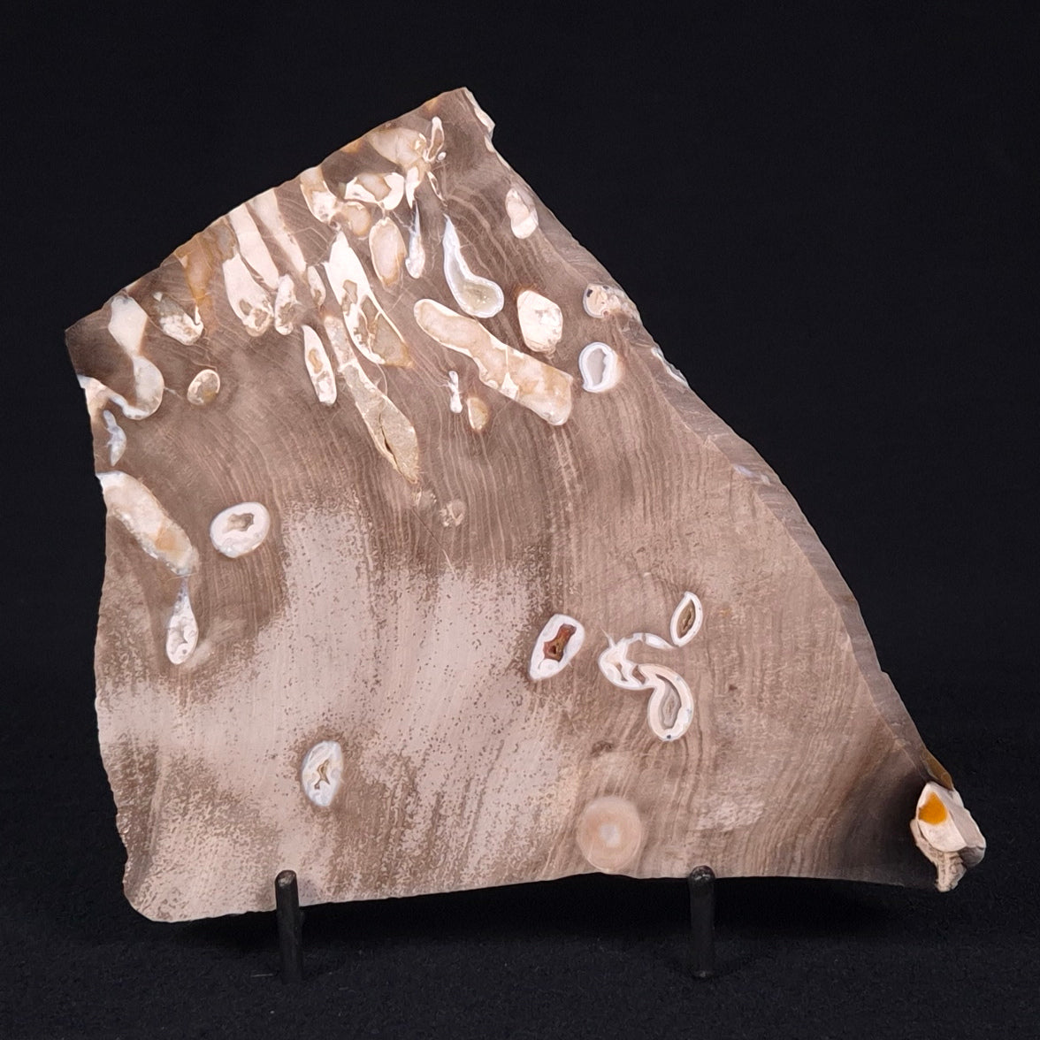 PEANUT WOOD PETRIFIED WOOD, Cretaceous, Australia ZPW005