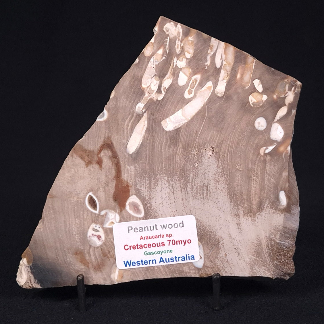 PEANUT WOOD PETRIFIED WOOD, Cretaceous, Australia ZPW005