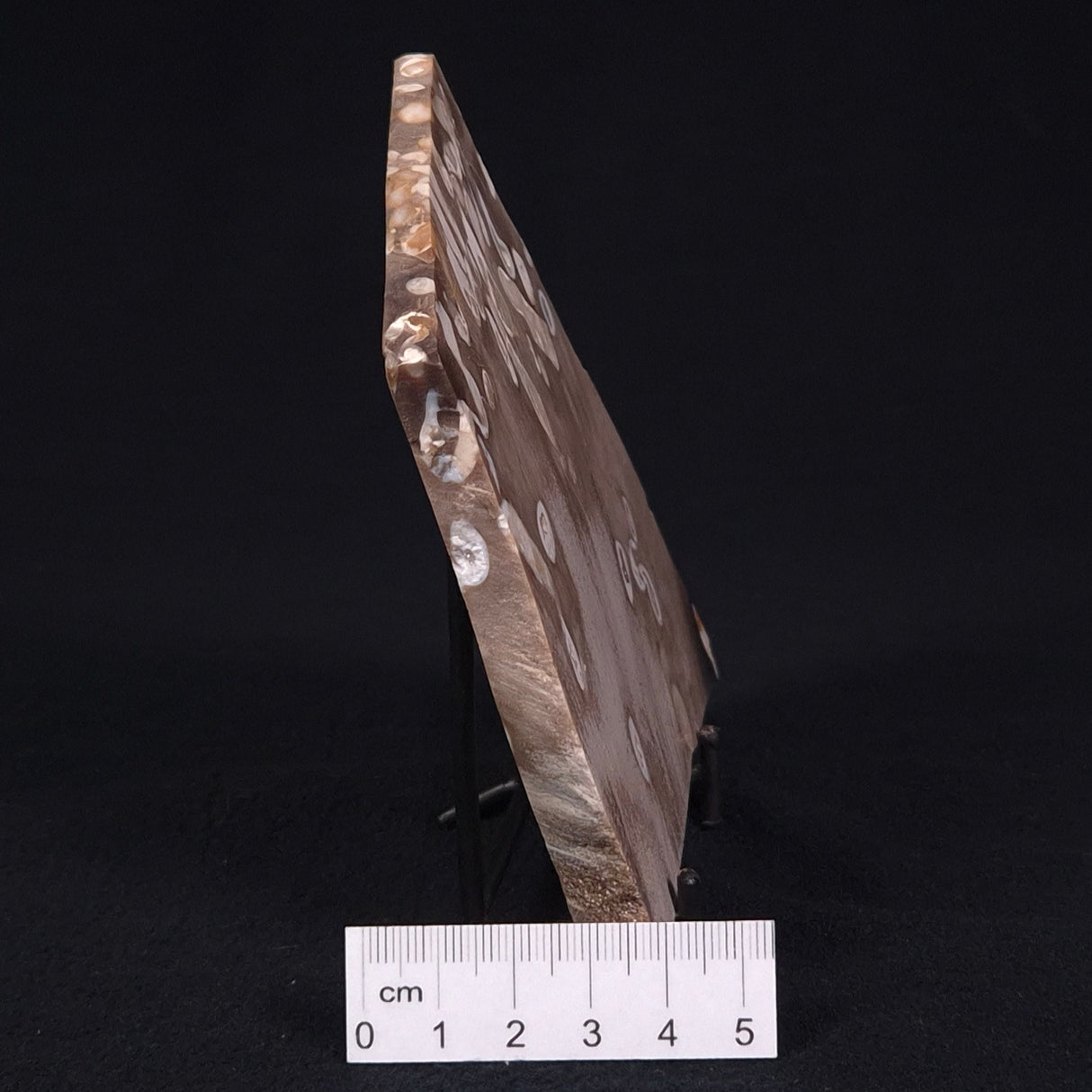 PEANUT WOOD PETRIFIED WOOD, Cretaceous, Australia ZPW005
