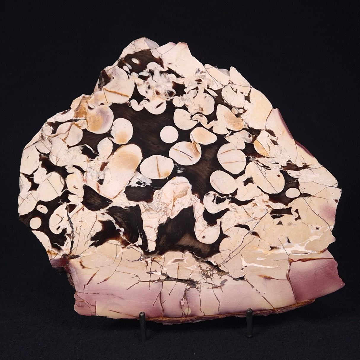 PEANUT WOOD PETRIFIED WOOD, Cretaceous, Australia ZPW006