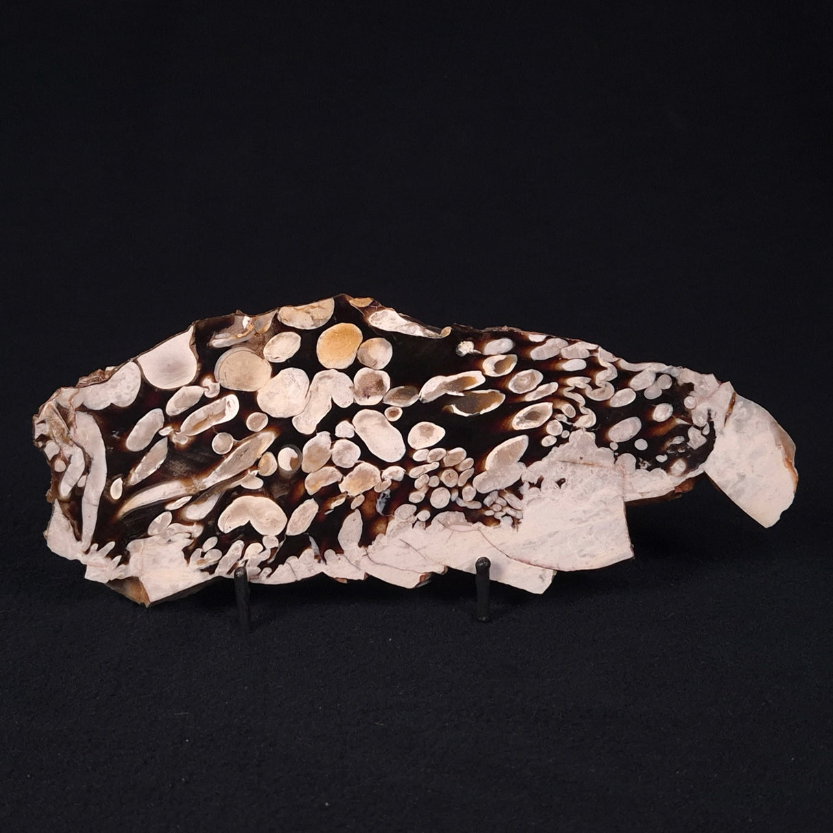 PEANUT WOOD PETRIFIED WOOD, Cretaceous, Australia ZPW007