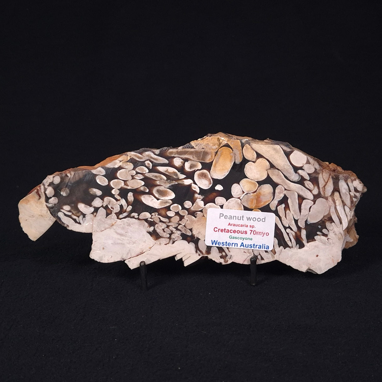 PEANUT WOOD PETRIFIED WOOD, Cretaceous, Australia ZPW007