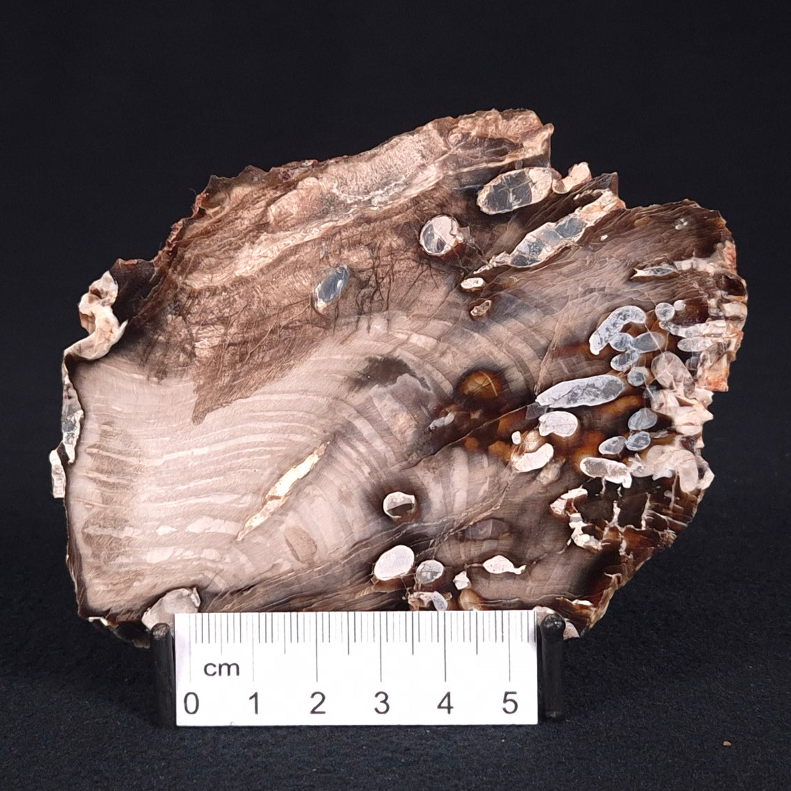 PEANUT WOOD PETRIFIED WOOD, Cretaceous, Australia ZPW008