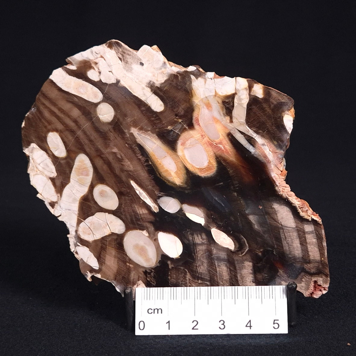 PEANUT WOOD PETRIFIED WOOD, Cretaceous, Australia ZPW009