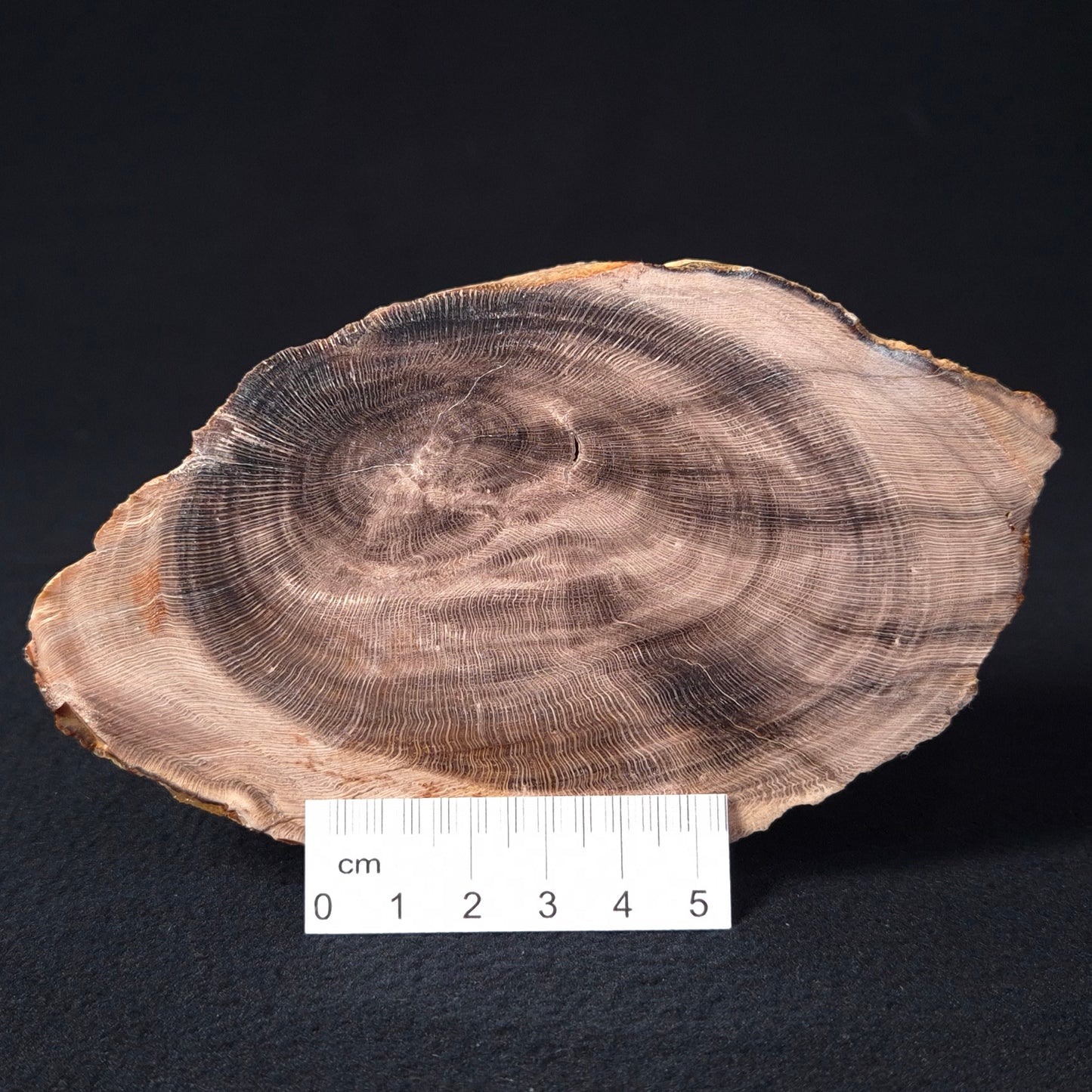 PETRIFIED WOOD CASUARINA sp. Late Oligocene, Australia ZCW001