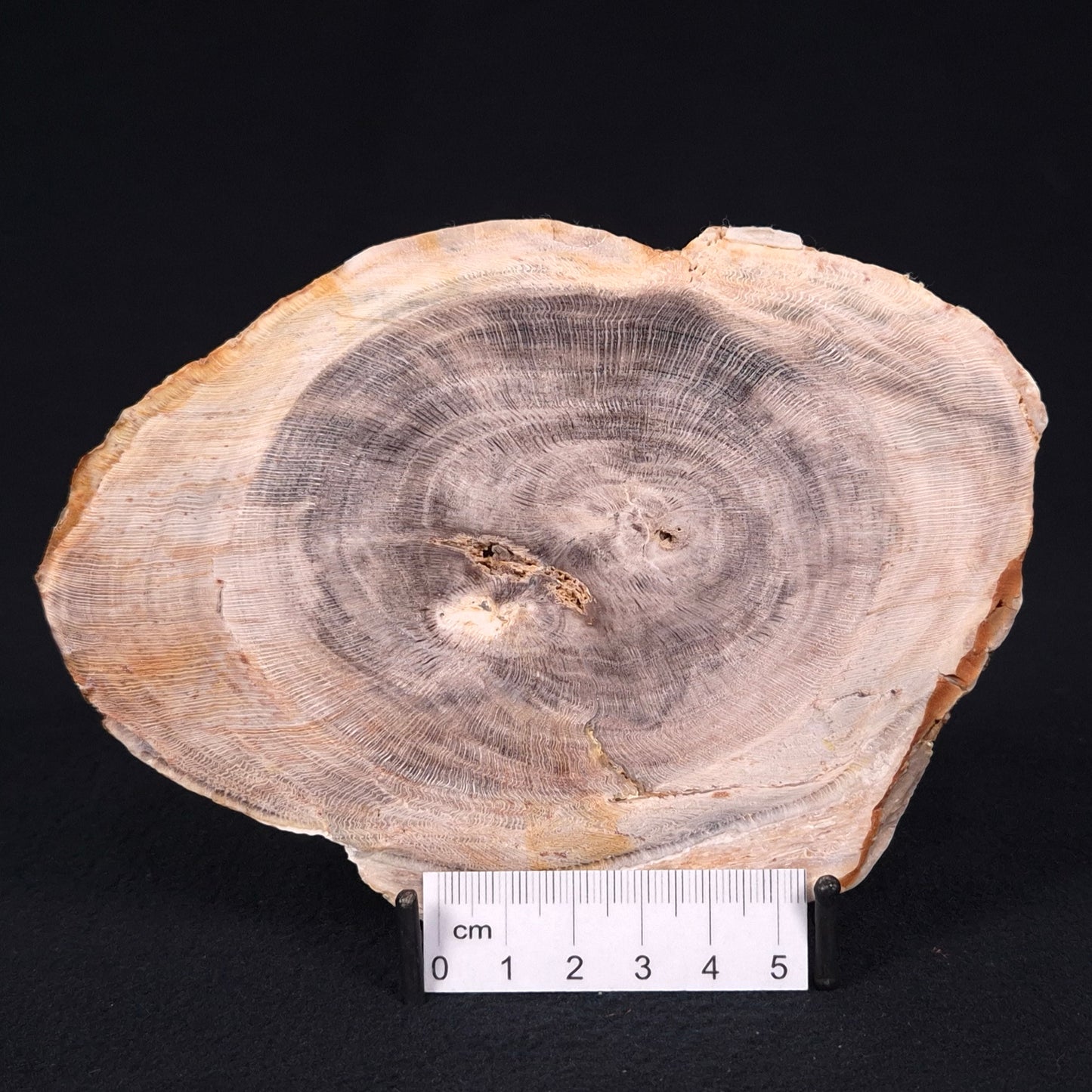 PETRIFIED WOOD CASUARINA sp. Late Oligocene, Australia ZCW002