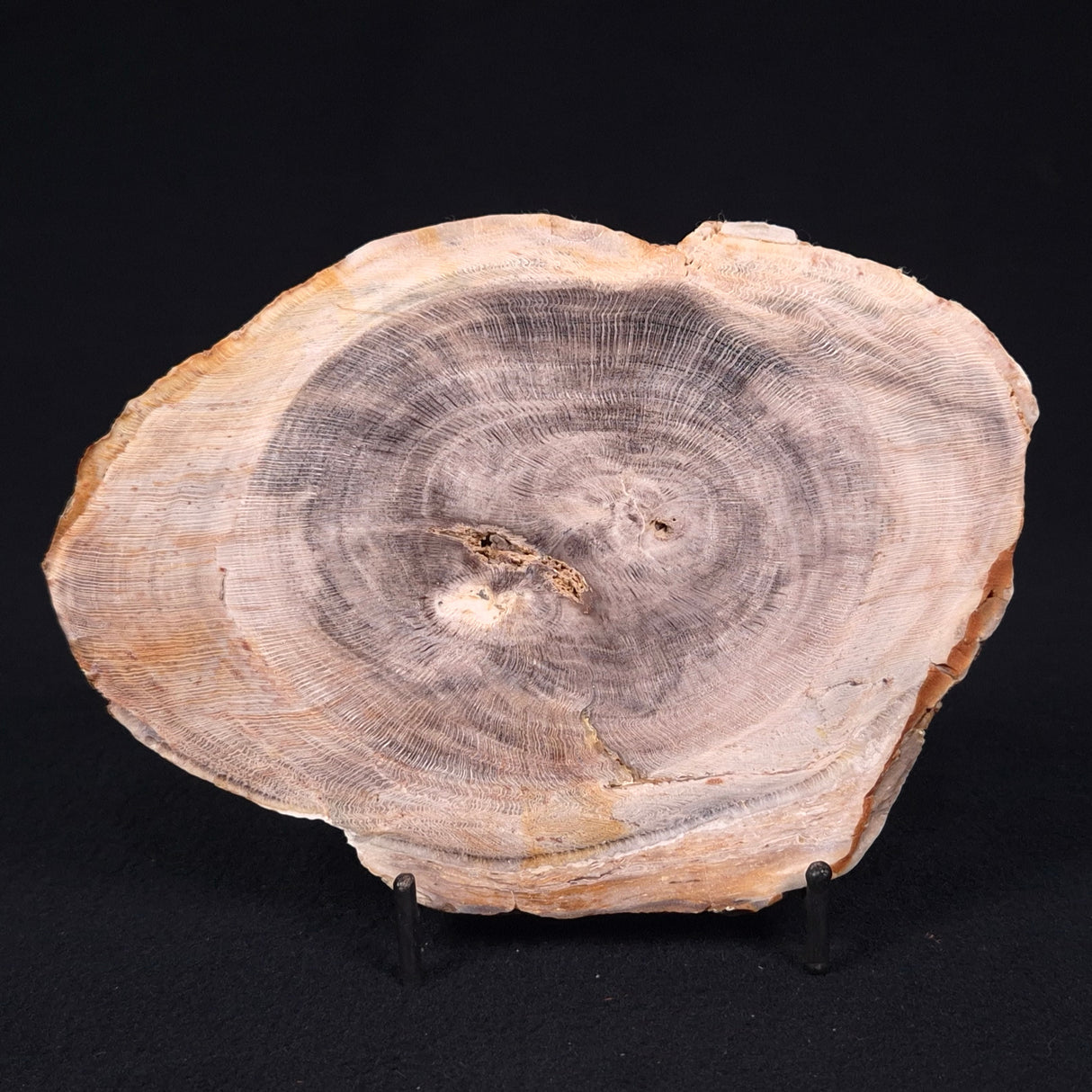 PETRIFIED WOOD CASUARINA sp. Late Oligocene, Australia ZCW002