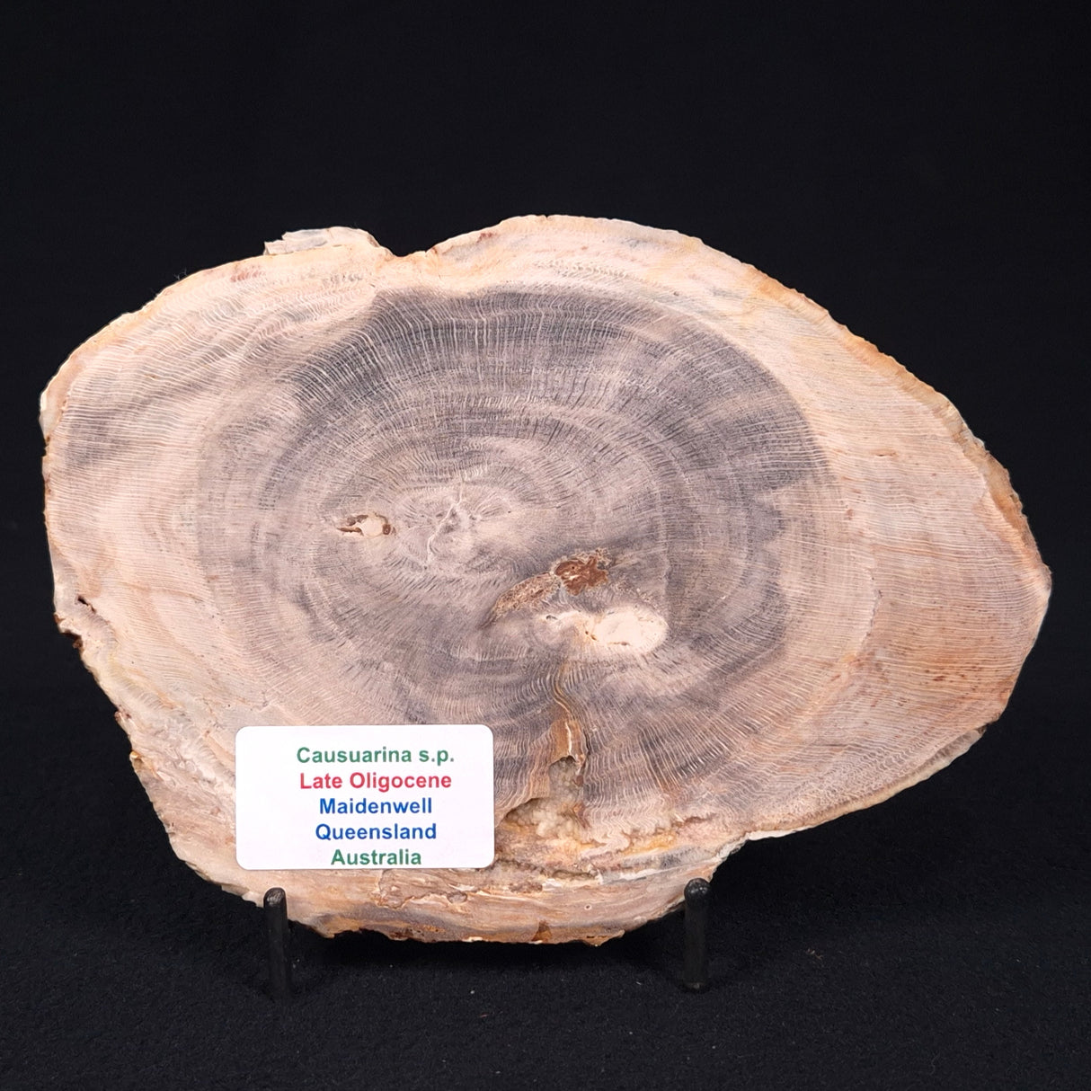 PETRIFIED WOOD CASUARINA sp. Late Oligocene, Australia ZCW002