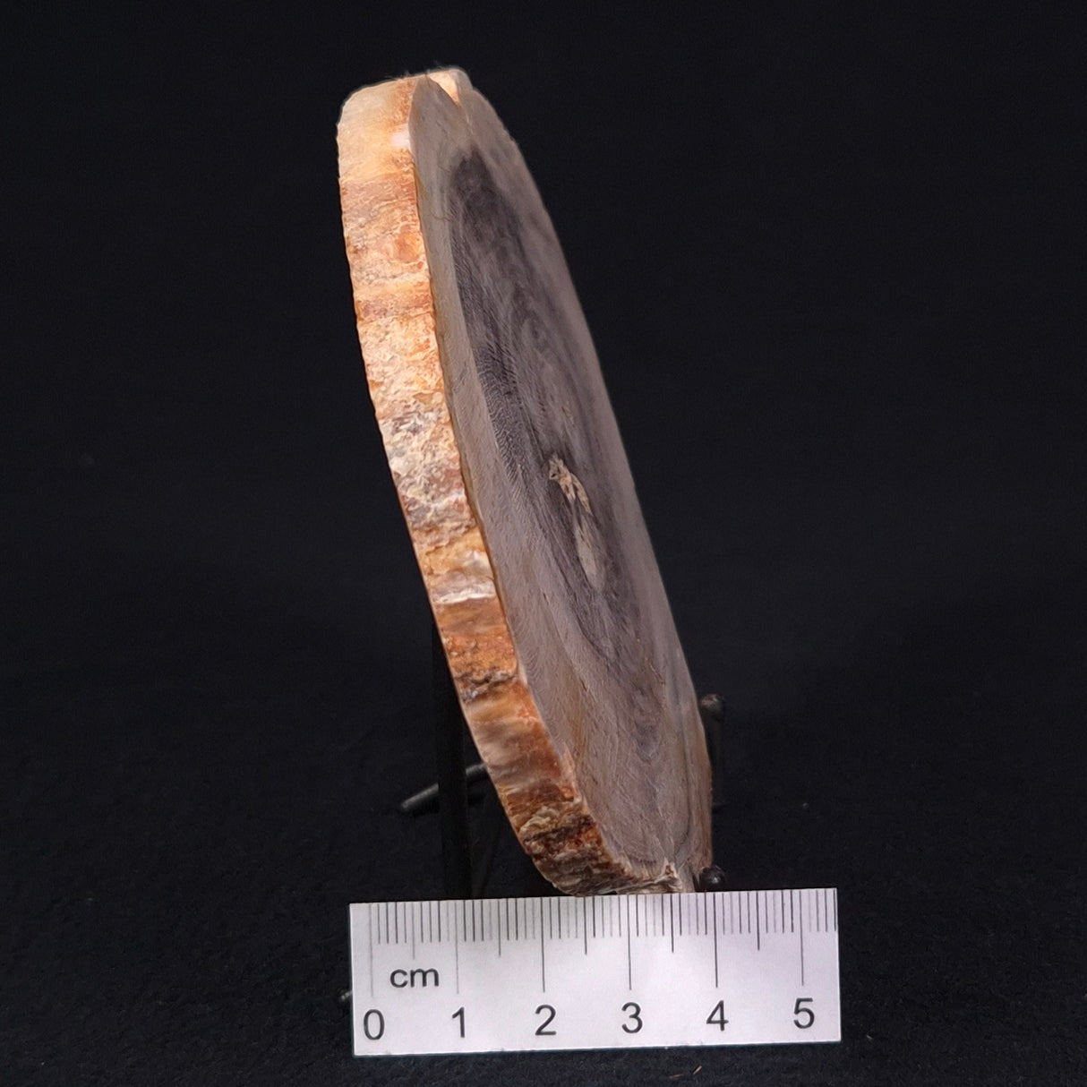 PETRIFIED WOOD CASUARINA sp. Late Oligocene, Australia ZCW002