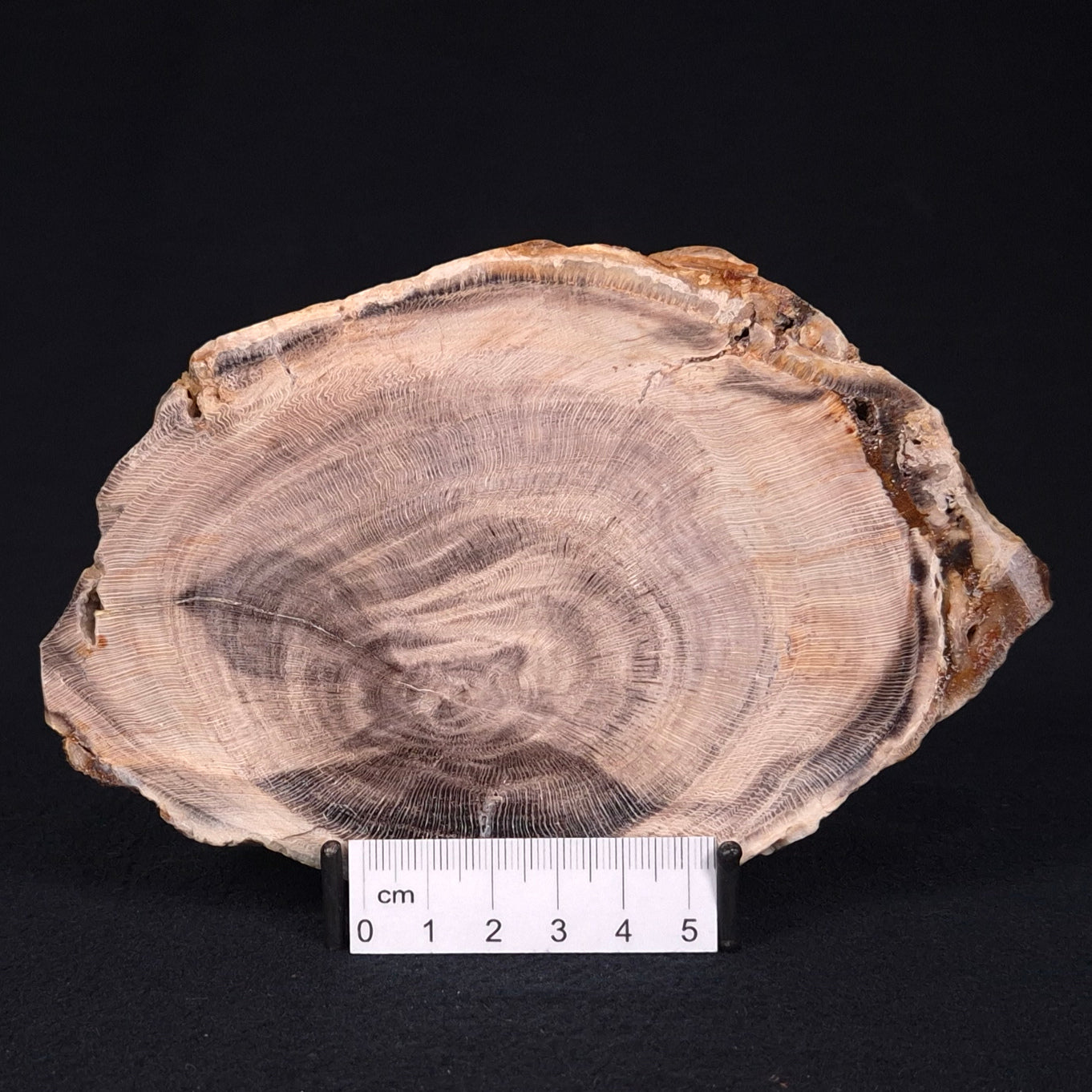 PETRIFIED WOOD CASUARINA sp. Late Oligocene, Australia ZCW003