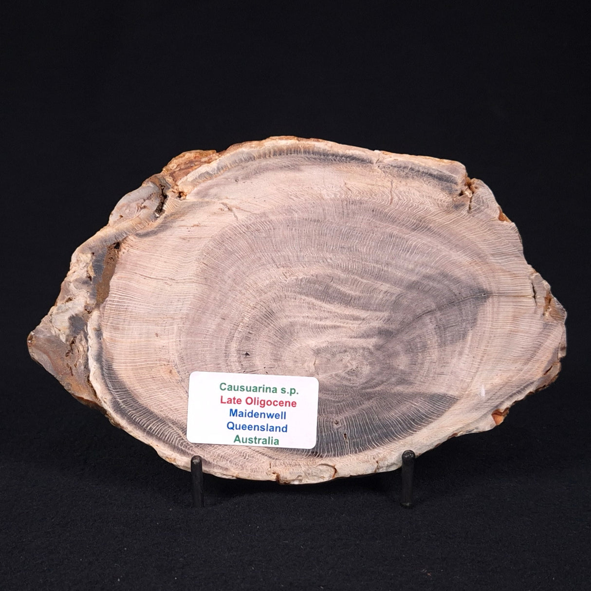 PETRIFIED WOOD CASUARINA sp. Late Oligocene, Australia ZCW003