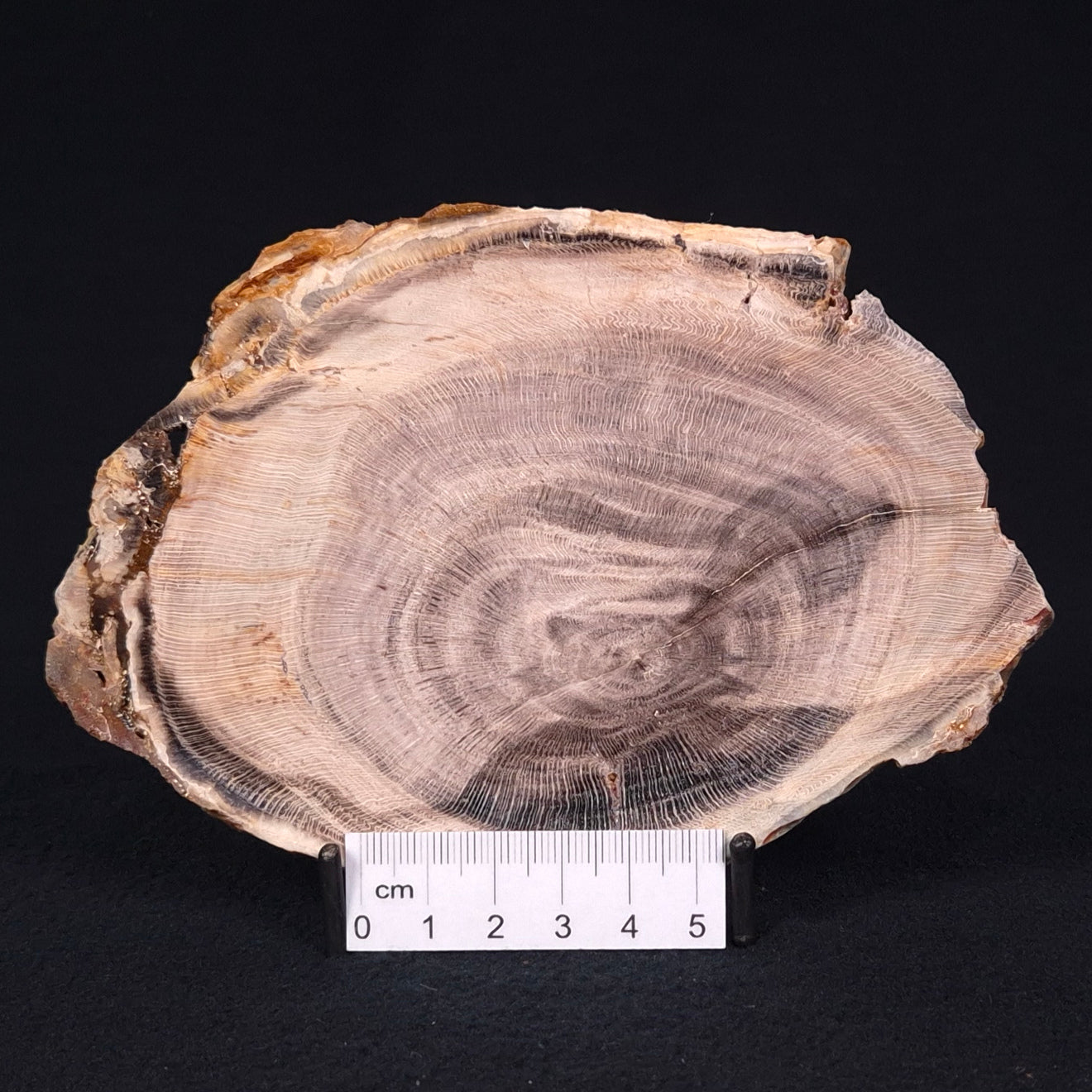 PETRIFIED WOOD CASUARINA sp. Late Oligocene, Australia ZCW004