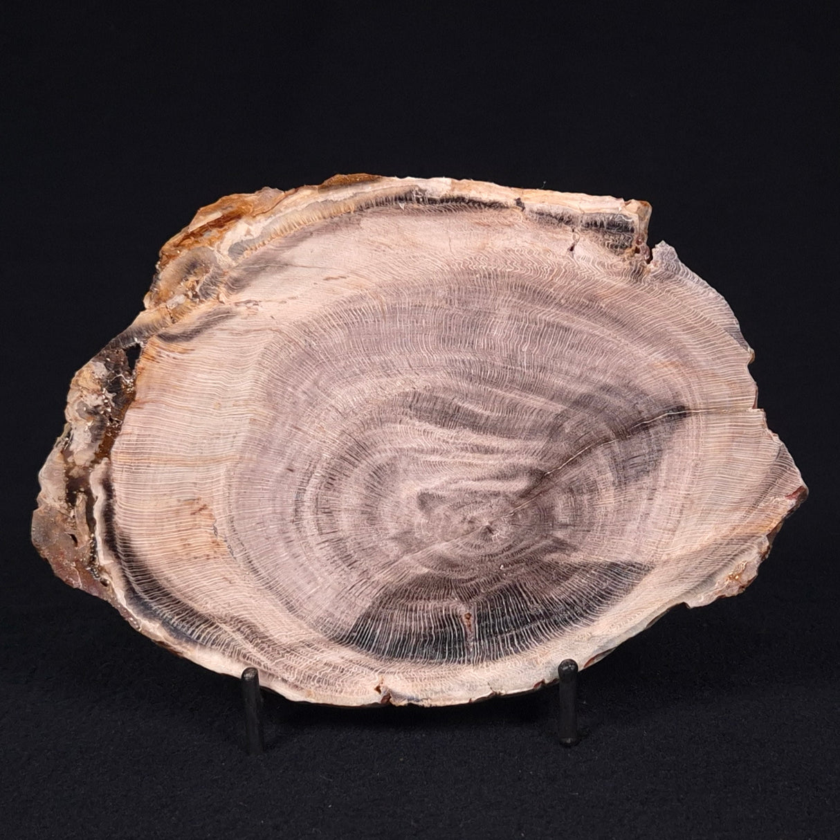 PETRIFIED WOOD CASUARINA sp. Late Oligocene, Australia ZCW004