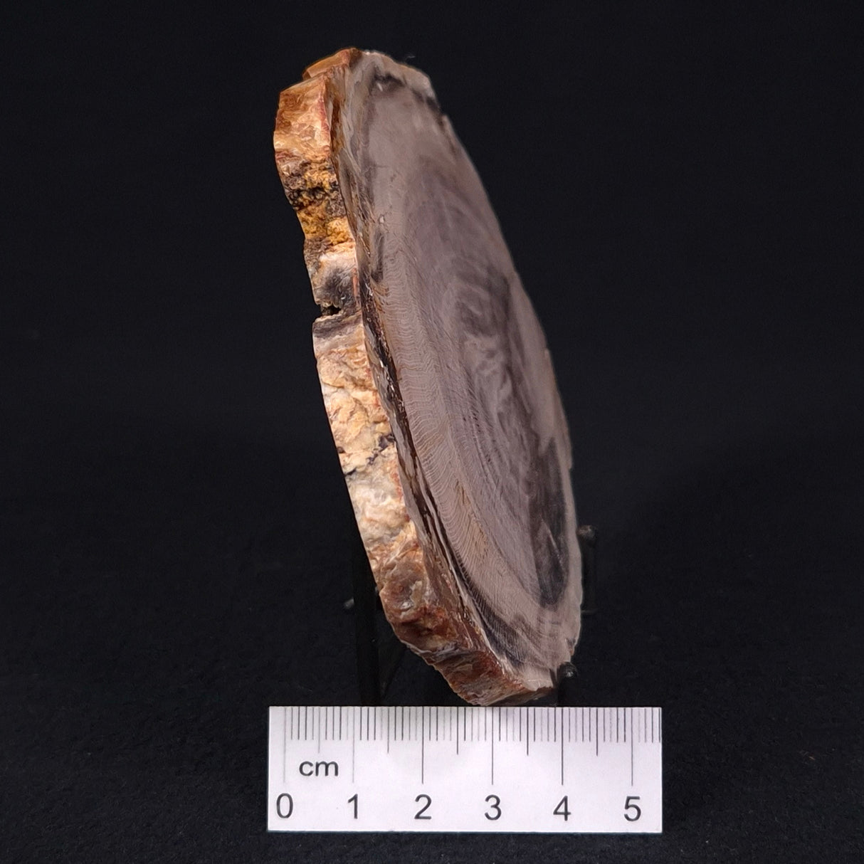 PETRIFIED WOOD CASUARINA sp. Late Oligocene, Australia ZCW004