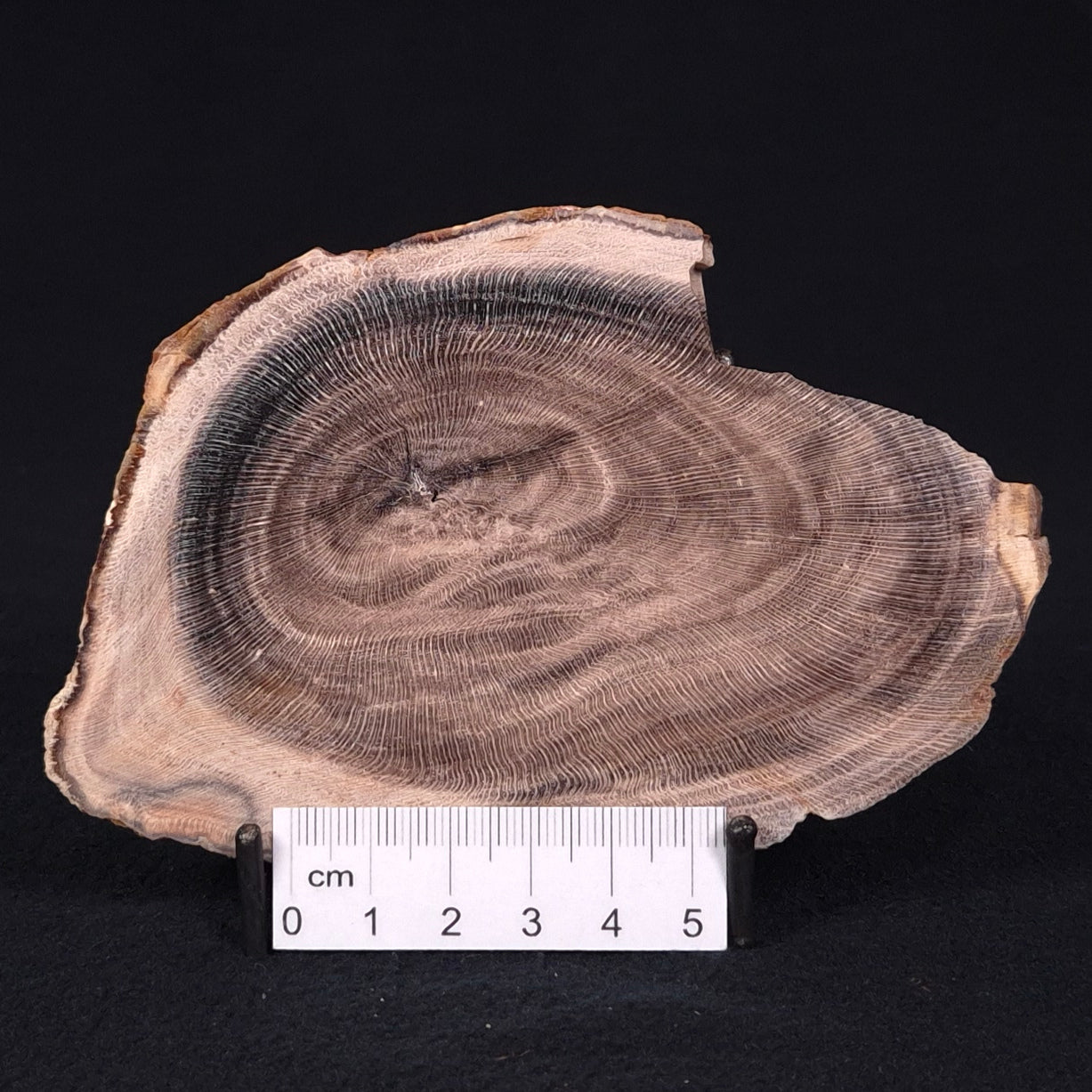 PETRIFIED WOOD CASUARINA sp. Late Oligocene, Australia ZCW005
