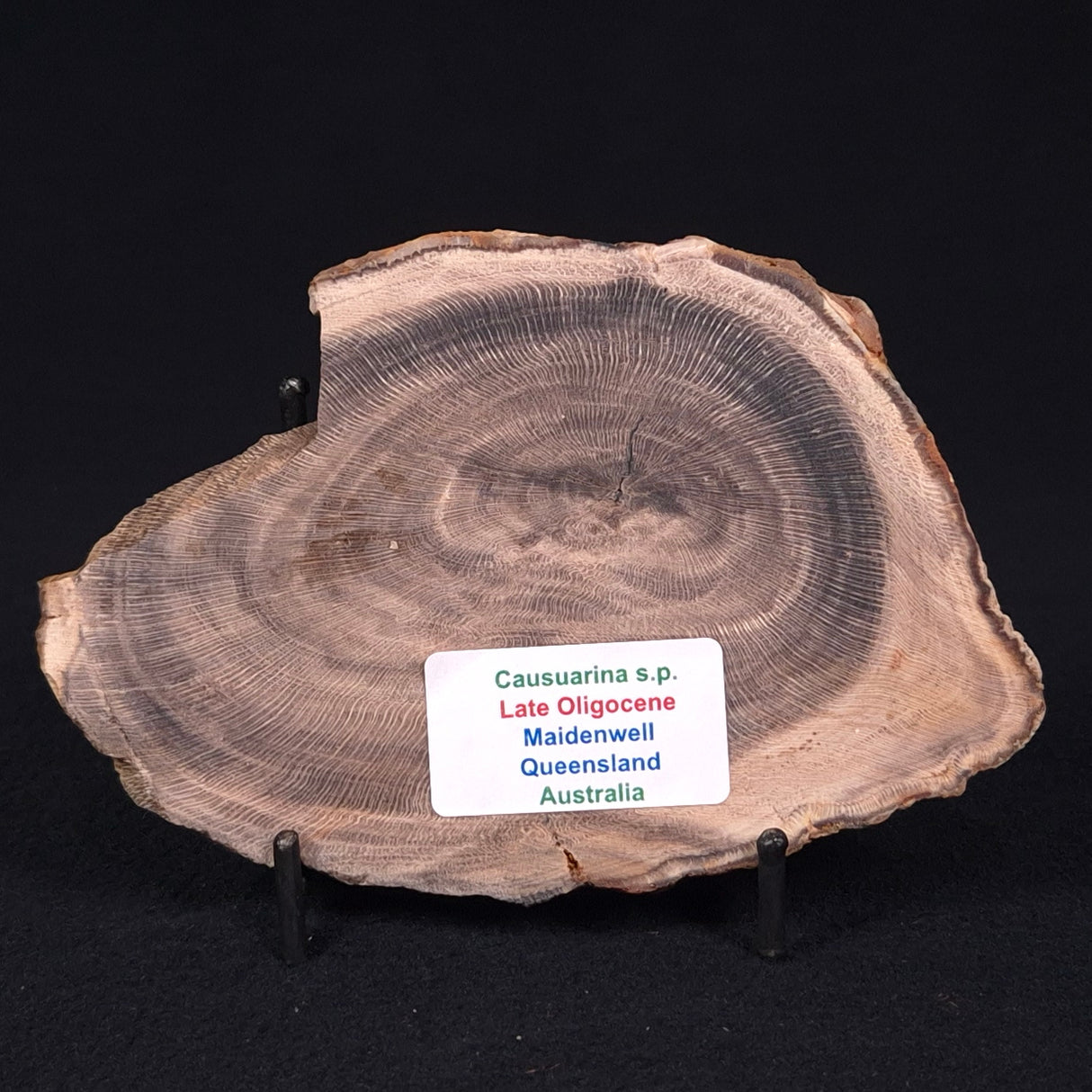 PETRIFIED WOOD CASUARINA sp. Late Oligocene, Australia ZCW005