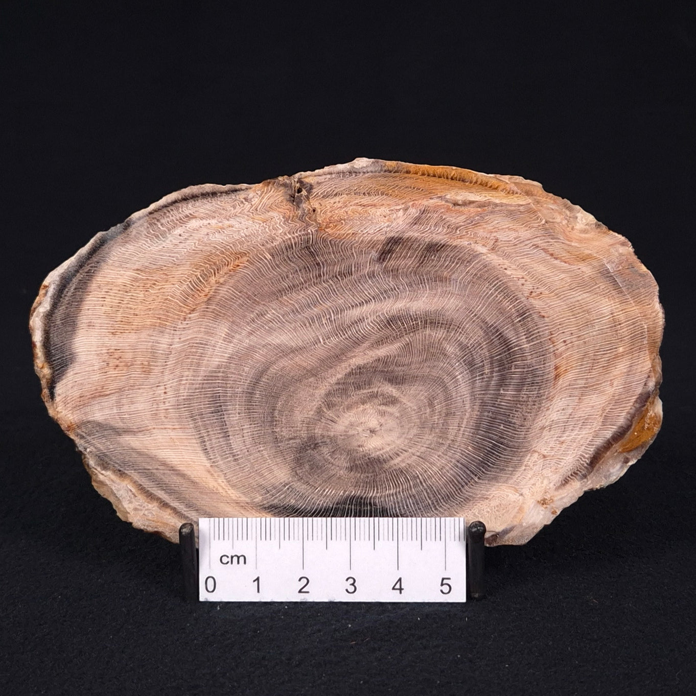 PETRIFIED WOOD CASUARINA sp. Late Oligocene, Australia ZCW006
