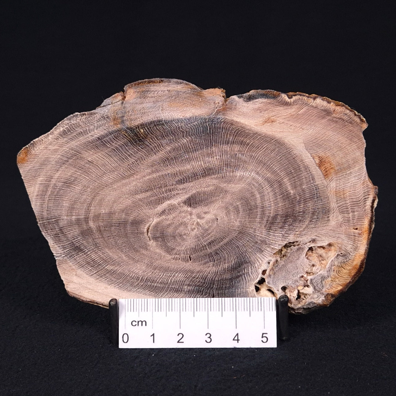 PETRIFIED WOOD CASUARINA sp. Late Oligocene, Australia ZCW007