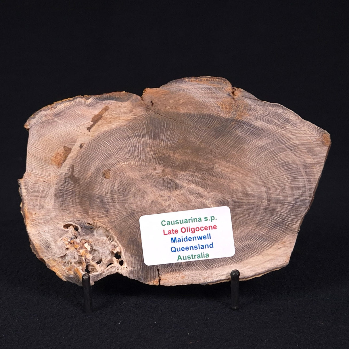PETRIFIED WOOD CASUARINA sp. Late Oligocene, Australia ZCW007