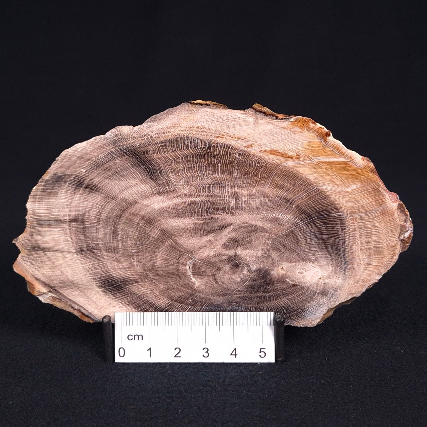 PETRIFIED WOOD CASUARINA sp. Late Oligocene, Australia ZCW008