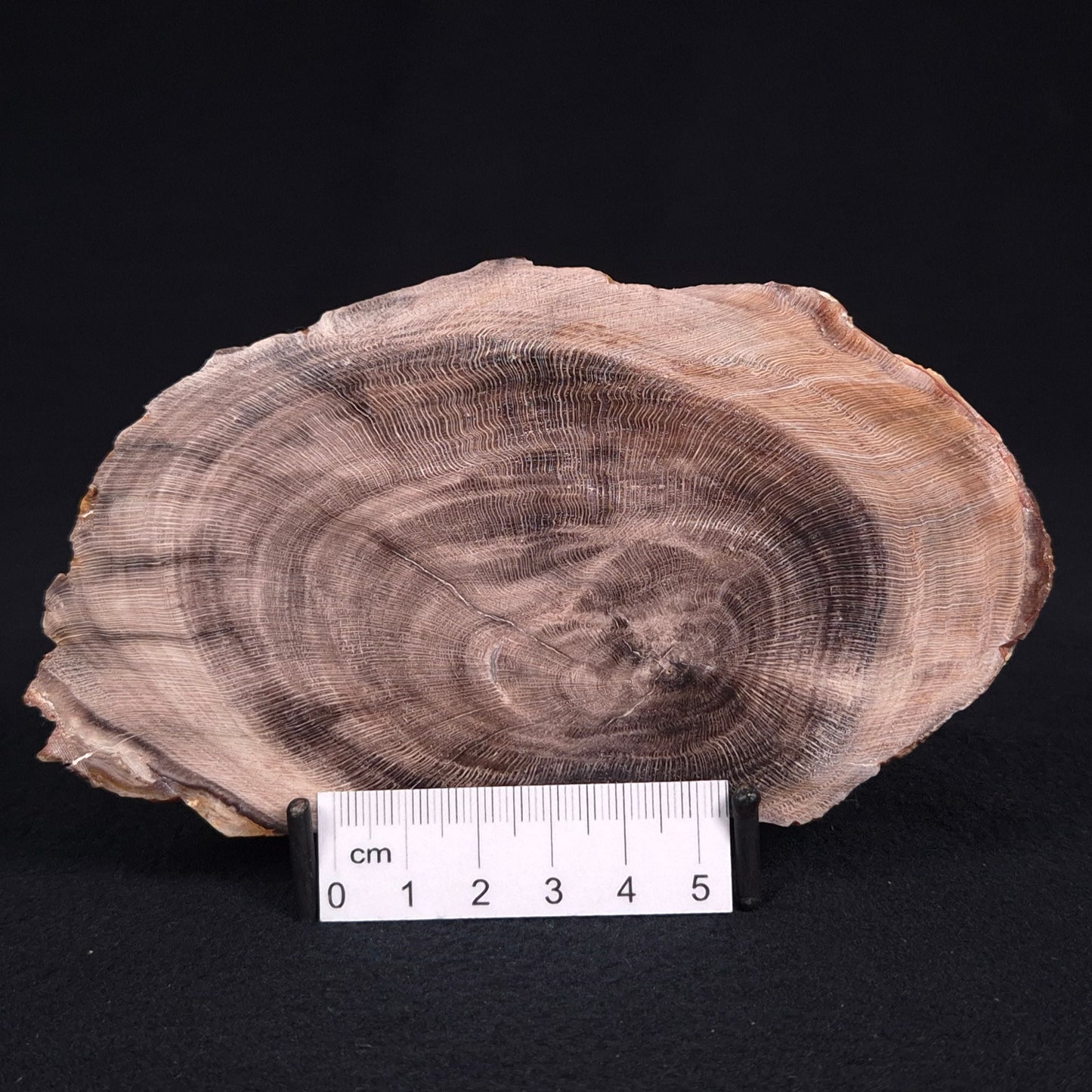 PETRIFIED WOOD CASUARINA sp. Late Oligocene, Australia ZCW011