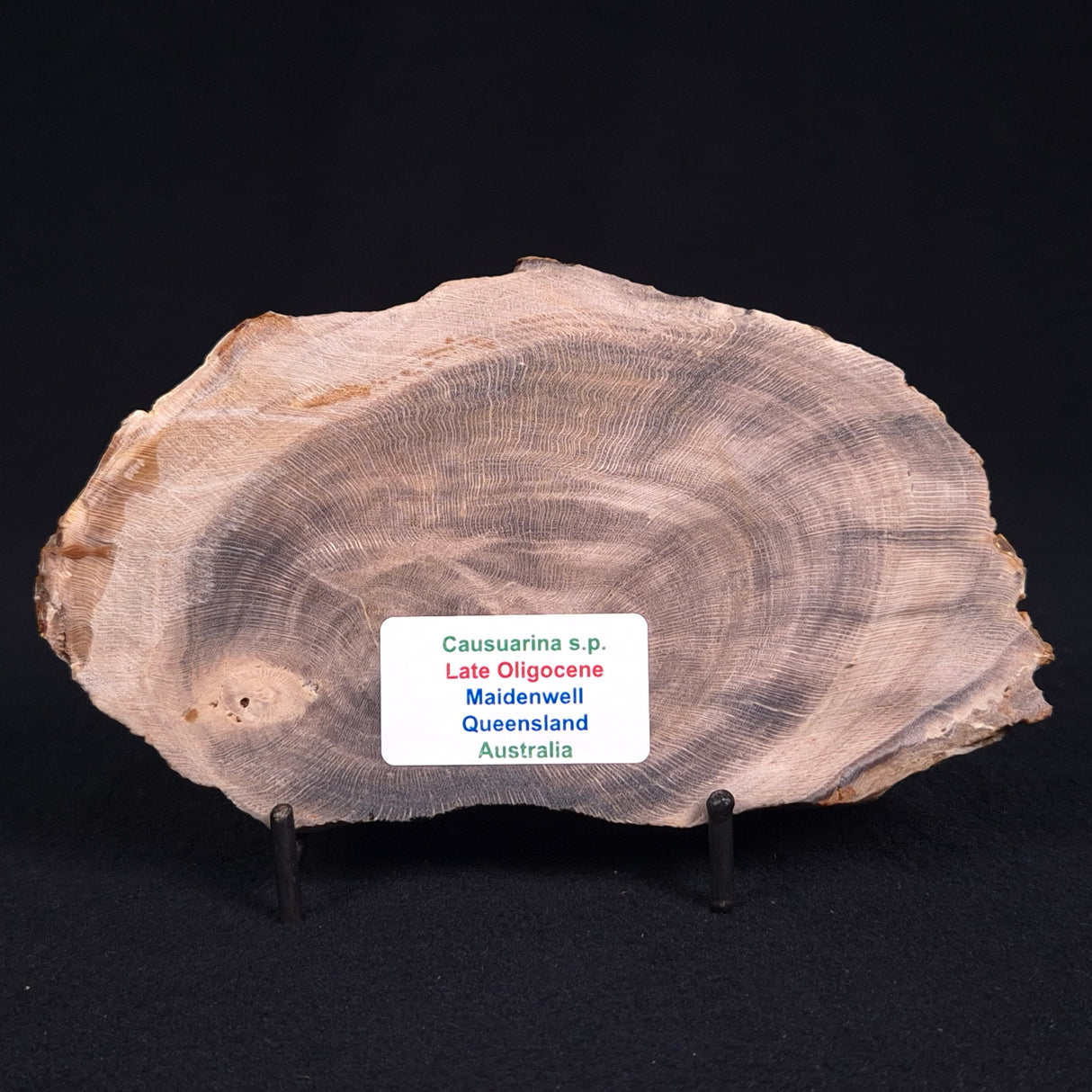 PETRIFIED WOOD CASUARINA sp. Late Oligocene, Australia ZCW011