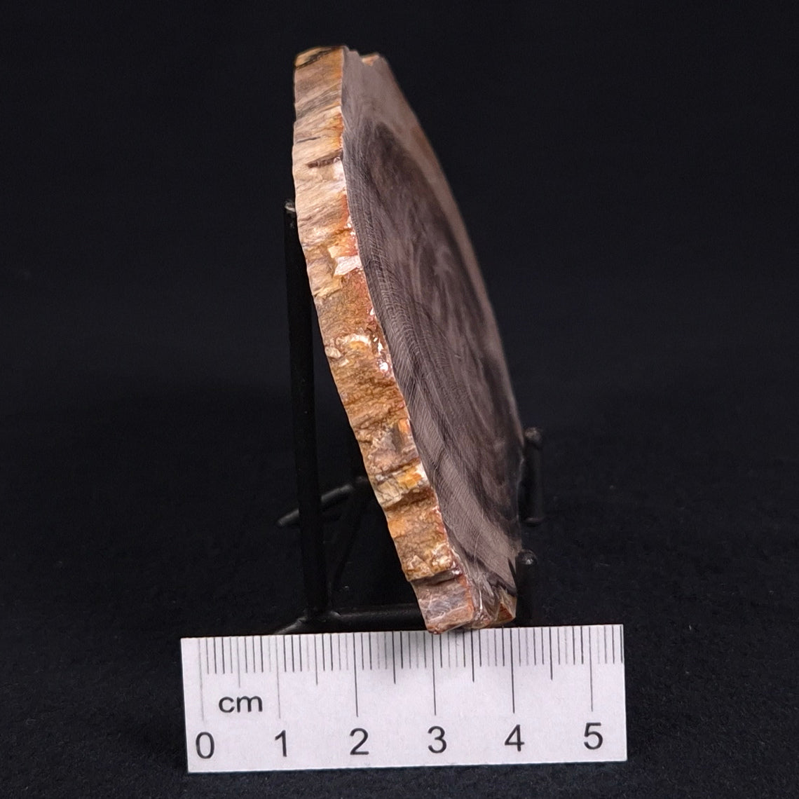 PETRIFIED WOOD CASUARINA sp. Late Oligocene, Australia ZCW011