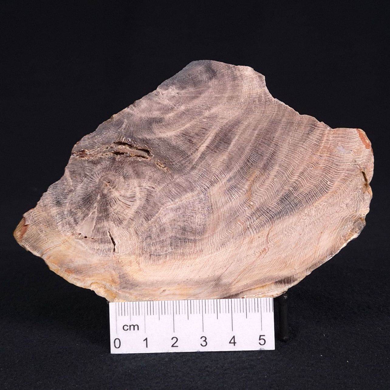 PETRIFIED WOOD CASUARINA sp. Late Oligocene, Australia ZCW012