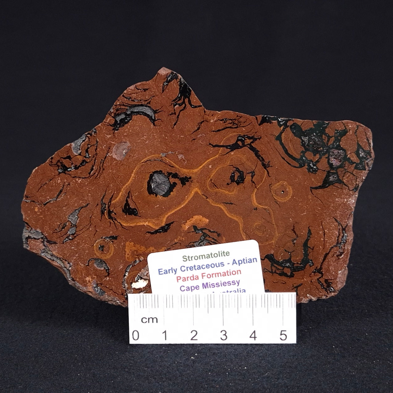 STROMATOLITE, Parda Formation, Early Cretaceous (Aptian), Australia ZPF008