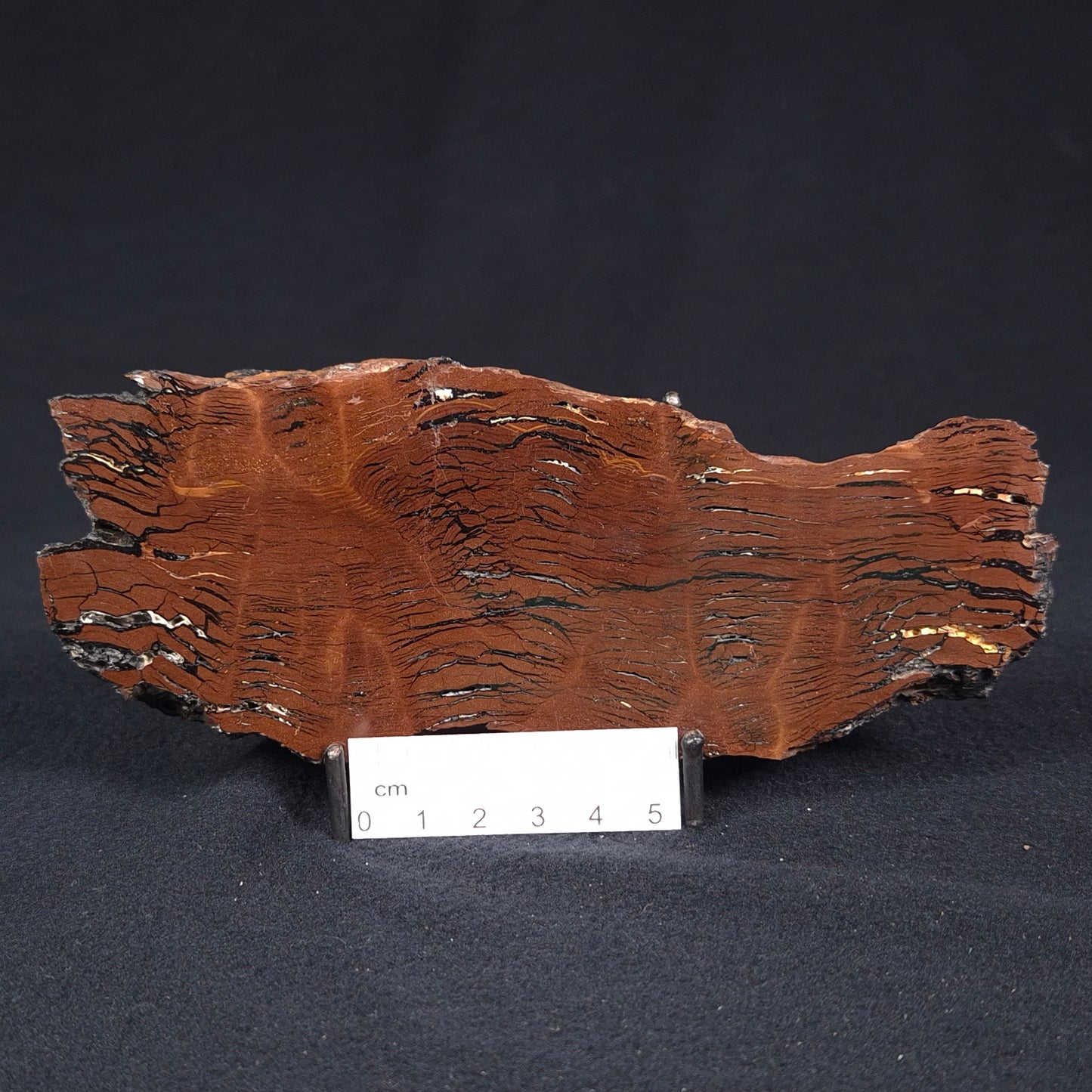 STROMATOLITE, Parda Formation, Early Cretaceous (Aptian), Australia ZPF009