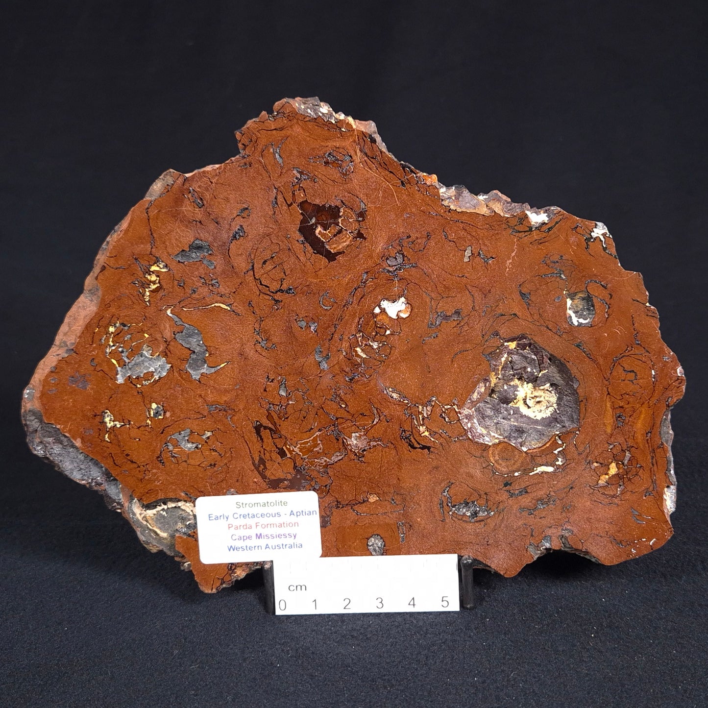 STROMATOLITE, Parda Formation, Early Cretaceous (Aptian), Australia ZPF010