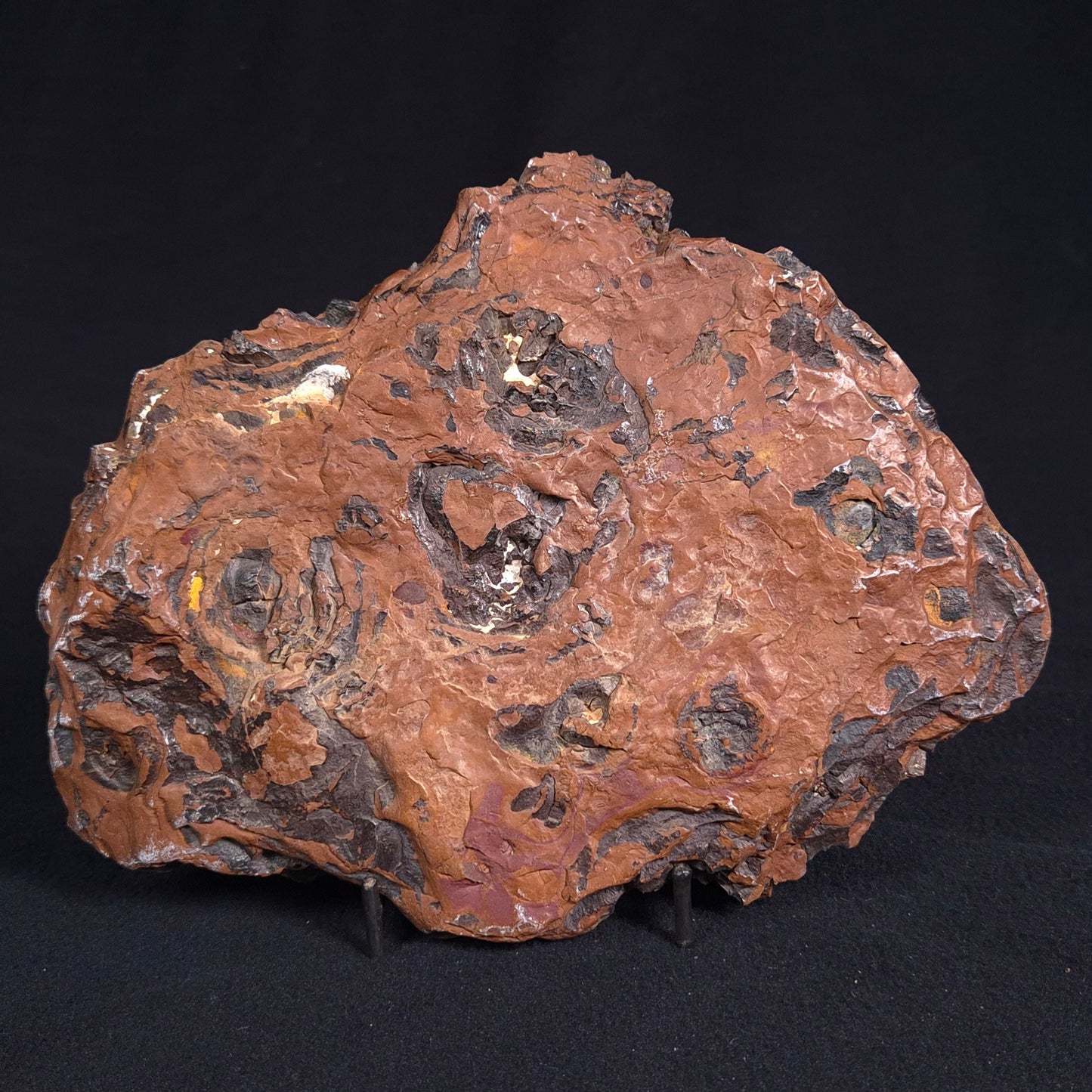 STROMATOLITE, Parda Formation, Early Cretaceous (Aptian), Australia ZPF010