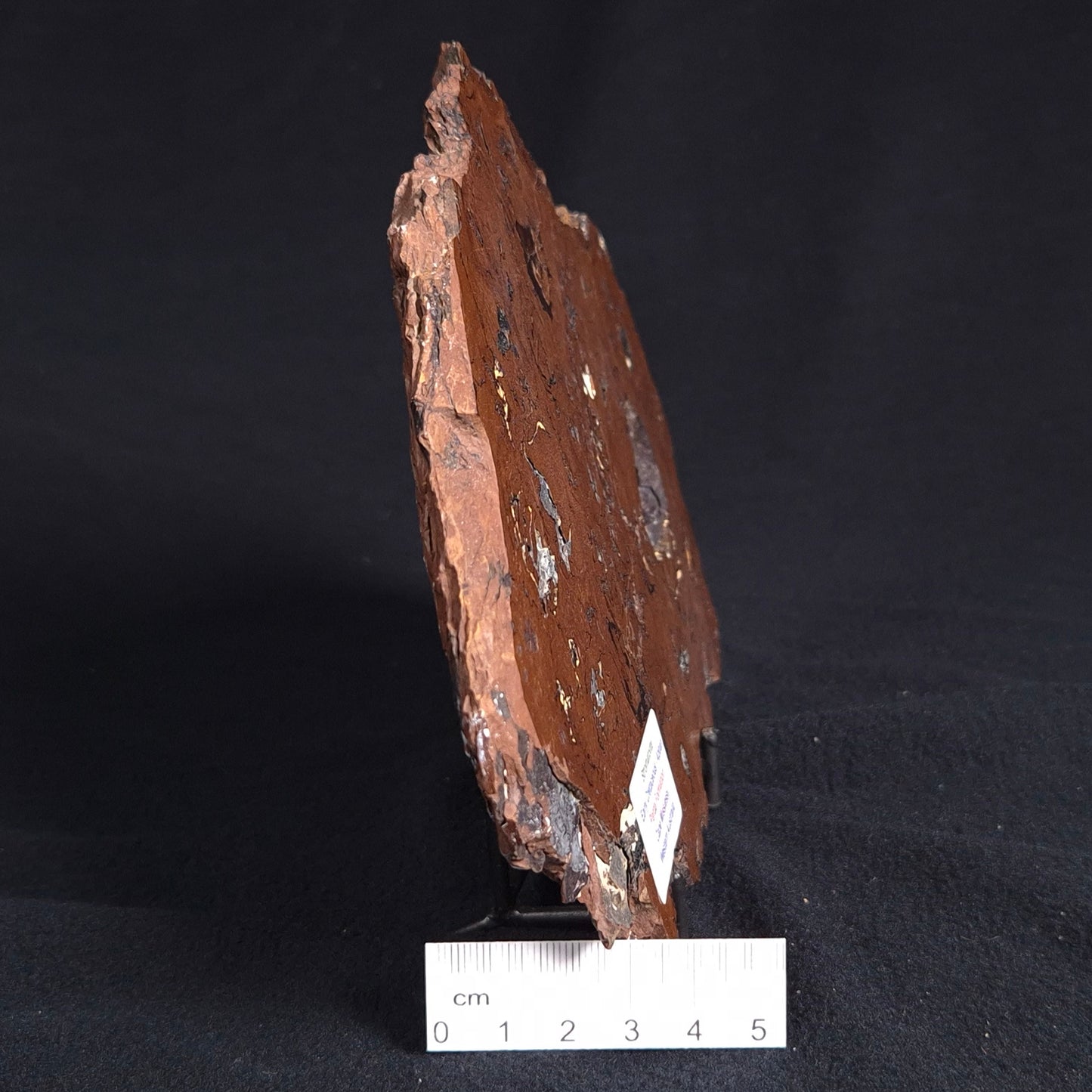 STROMATOLITE, Parda Formation, Early Cretaceous (Aptian), Australia ZPF010