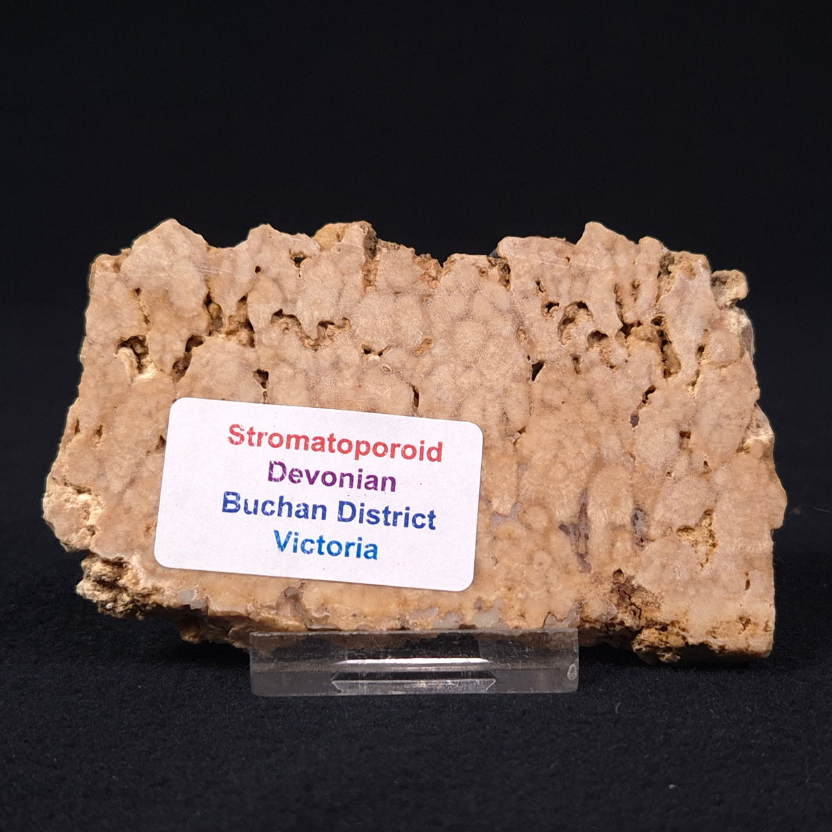 STROMATOPOROID, Devonian, Australia ZSB002