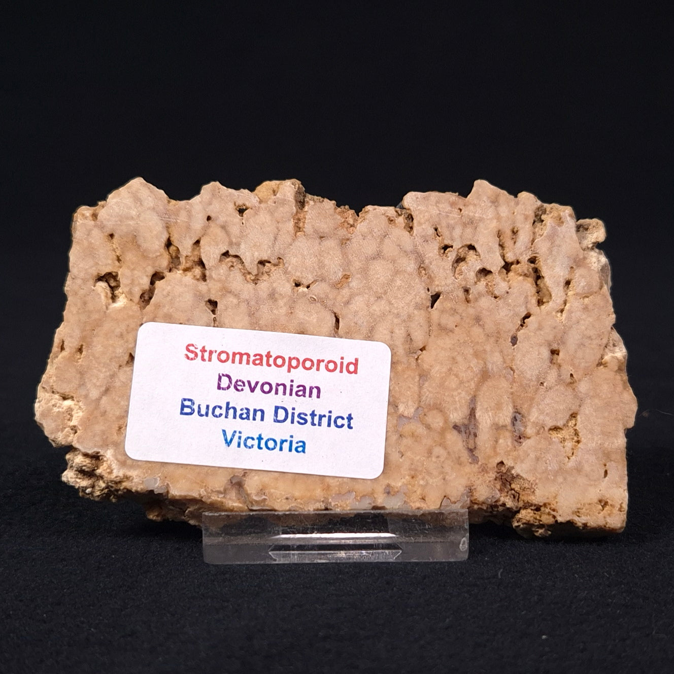 STROMATOPOROID, Devonian, Australia ZSB002