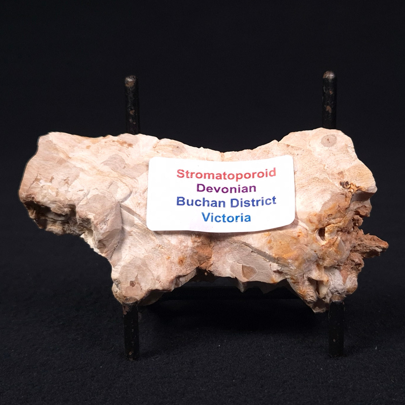 STROMATOPOROID, Devonian, Australia ZSB008