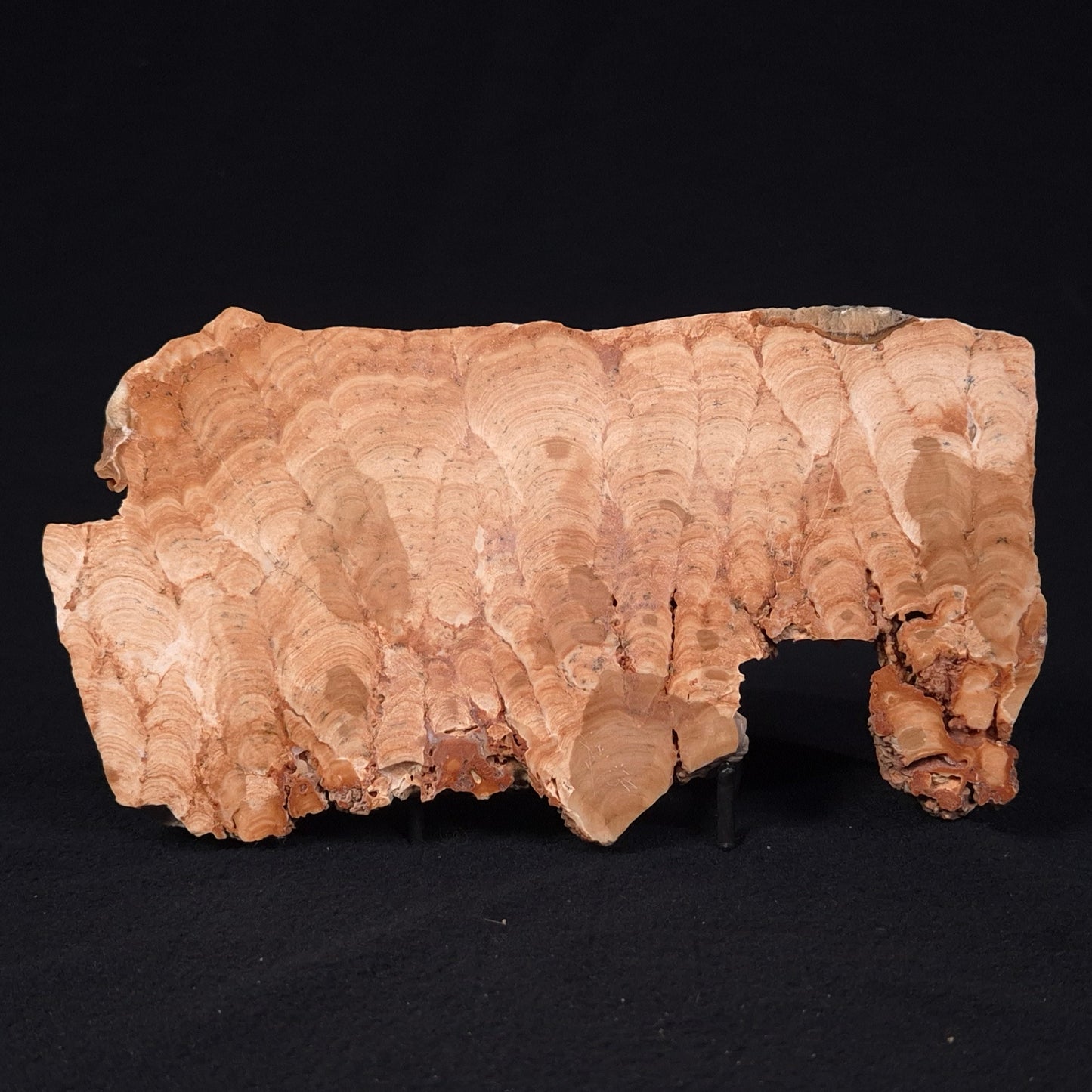 STROMATOPOROID, Devonian, Australia ZSB005