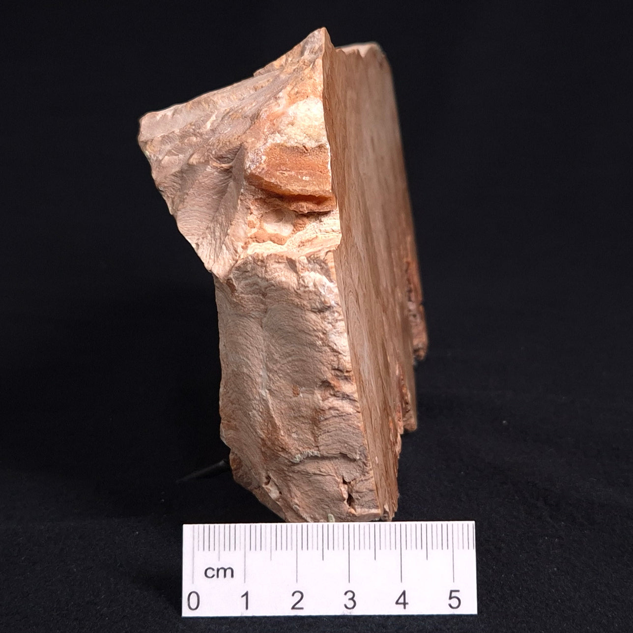 STROMATOPOROID, Devonian, Australia ZSB005