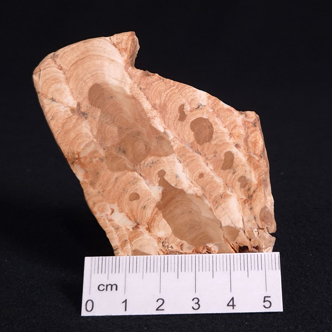 STROMATOPOROID, Devonian, Australia ZSB011
