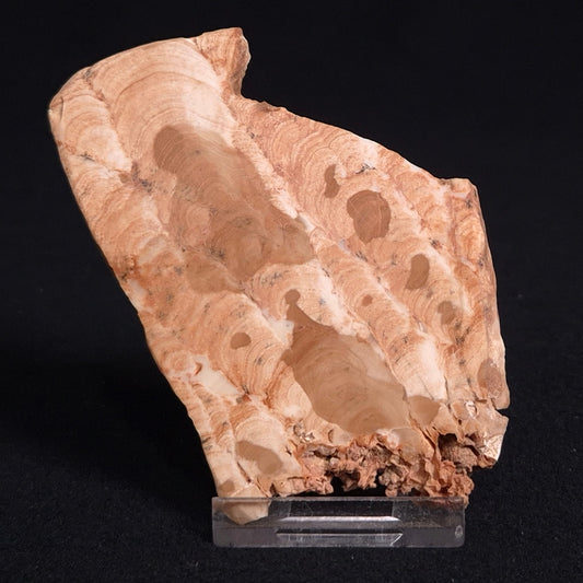 STROMATOPOROID, Devonian, Australia ZSB011