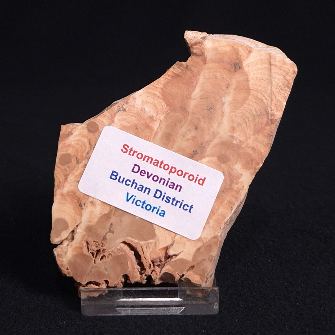STROMATOPOROID, Devonian, Australia ZSB011