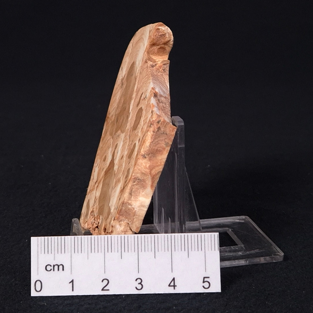 STROMATOPOROID, Devonian, Australia ZSB011
