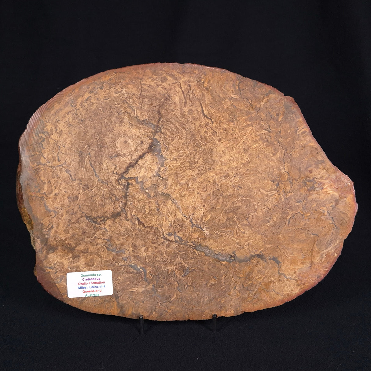 OSMUNDA sp. PETRIFIED FERN, Cretaceous, Australia XOS001