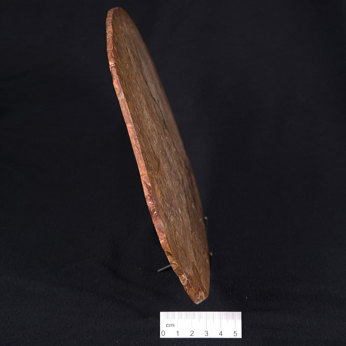 OSMUNDA sp. PETRIFIED FERN, Cretaceous, Australia XOS001