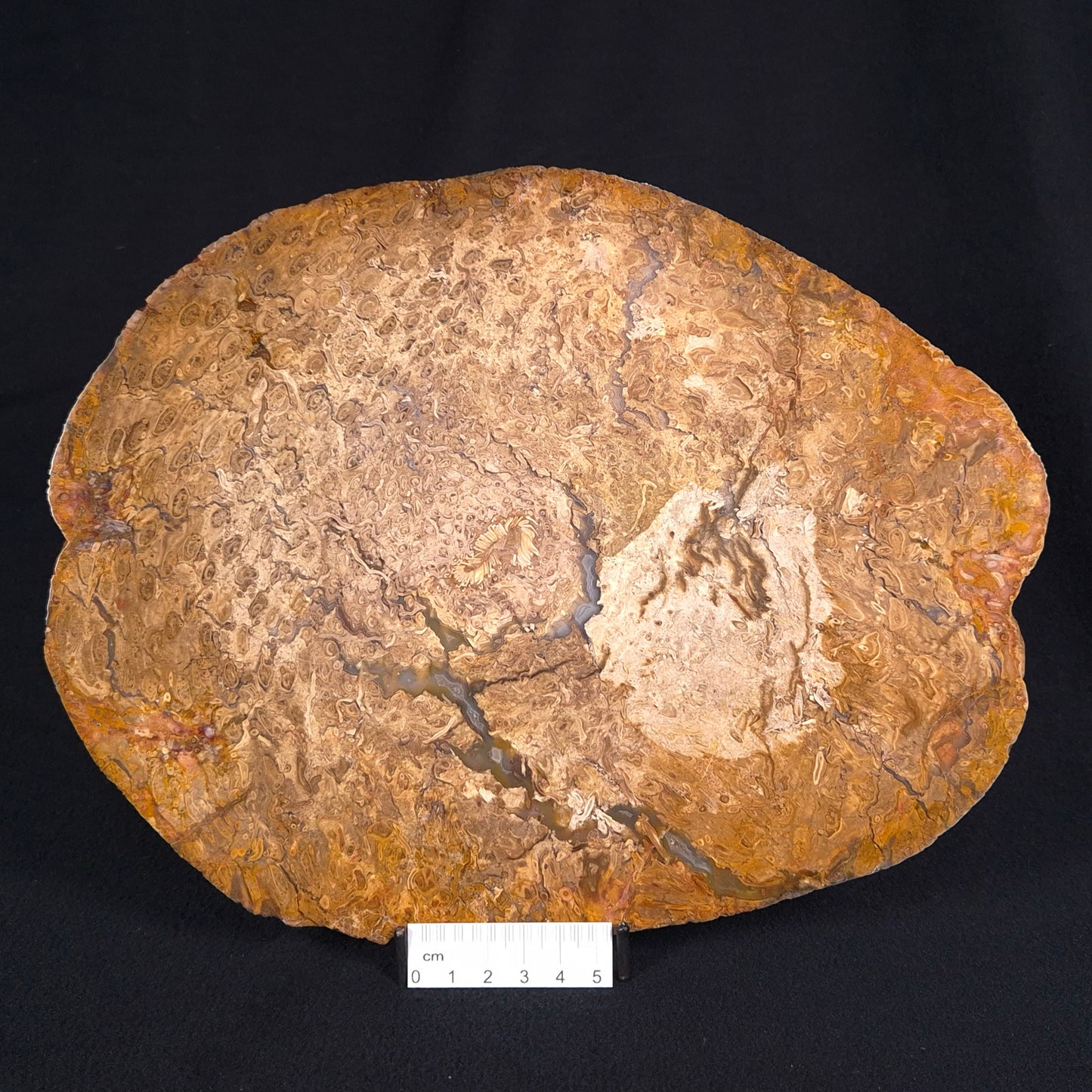 OSMUNDA sp. PETRIFIED FERN, Cretaceous, Australia XOS003