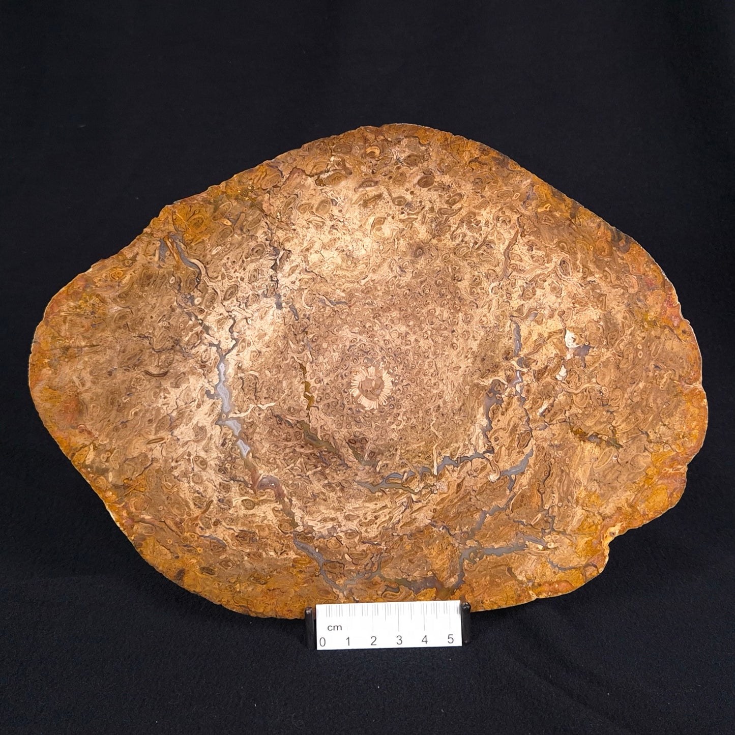 OSMUNDA sp. PETRIFIED FERN, Cretaceous, Australia XOS004